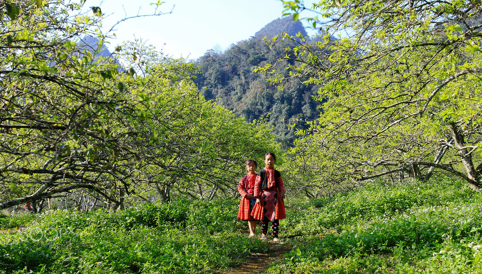 Canon EOS 50D + Canon EF 16-35mm F2.8L USM sample photo. Plum garden photography