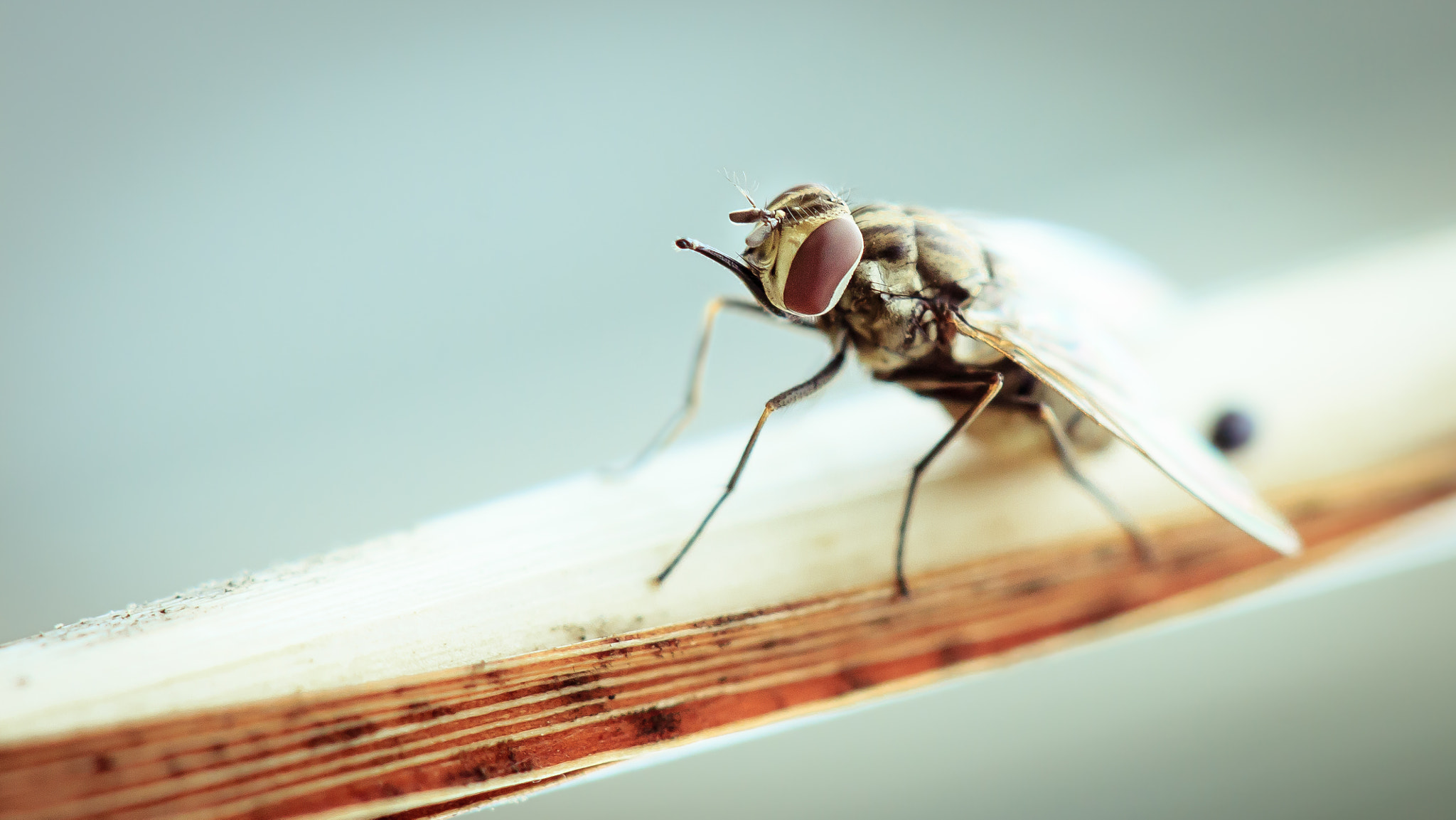 Canon EF 100mm F2.8 Macro USM sample photo. Macro photography