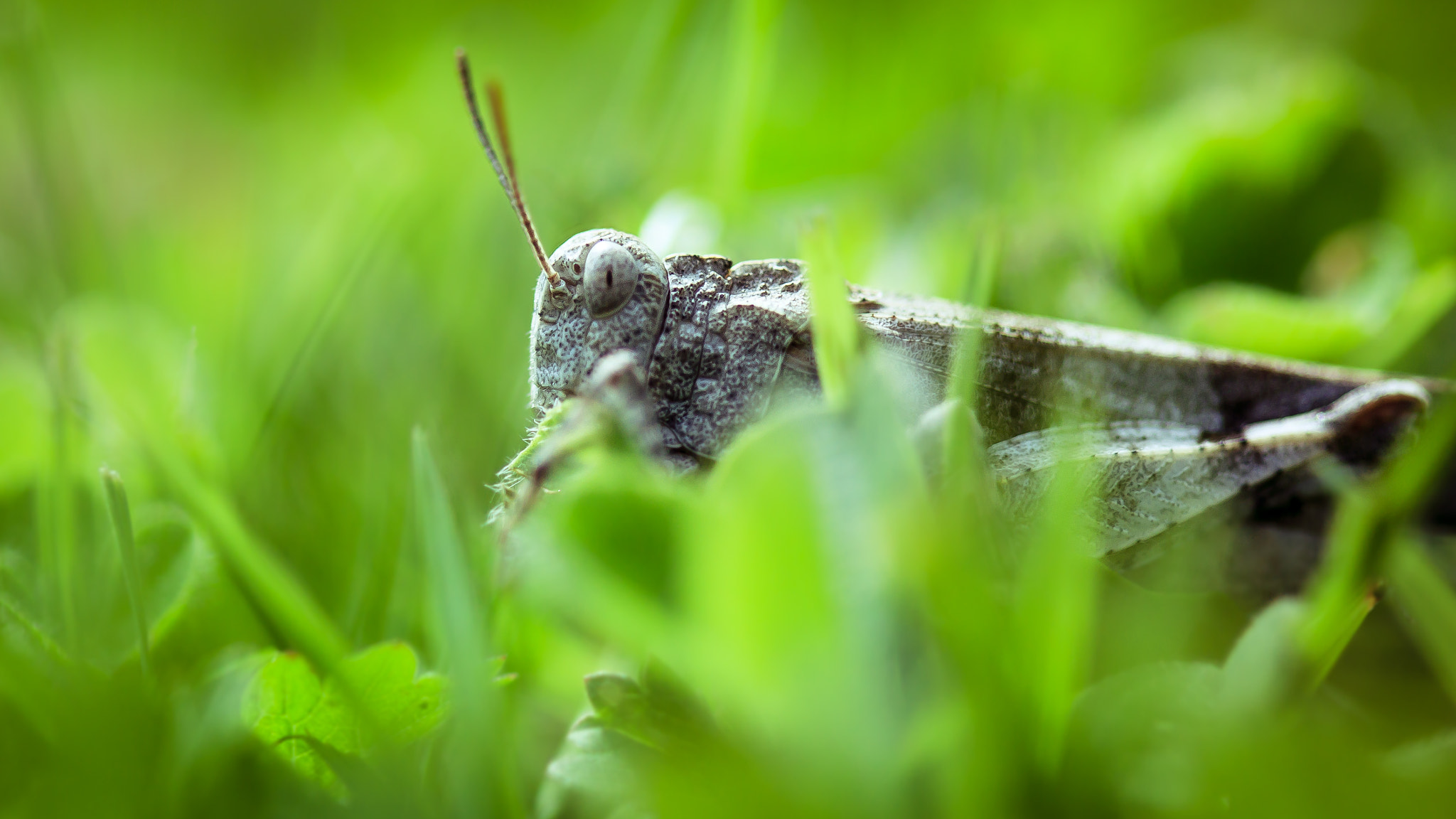Canon EF 100mm F2.8 Macro USM sample photo. Macro photography