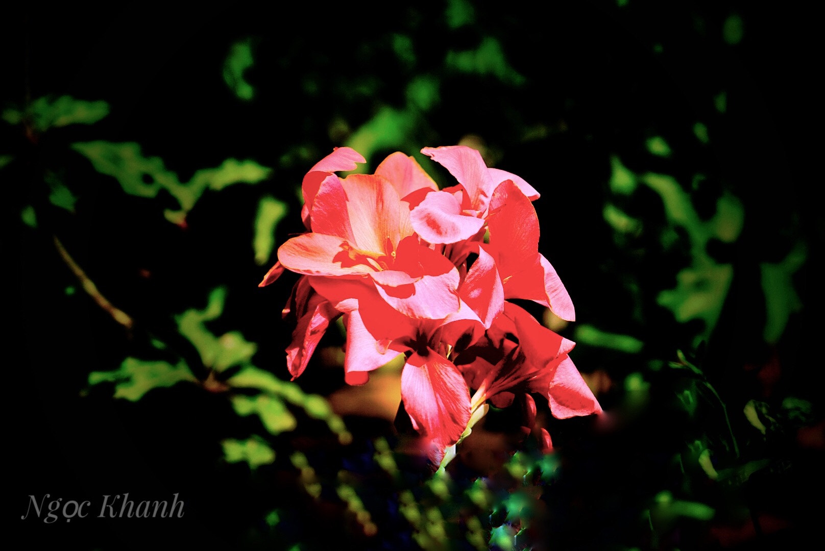 Sony Vario Tessar T* FE 24-70mm F4 ZA OSS sample photo. Spring photography