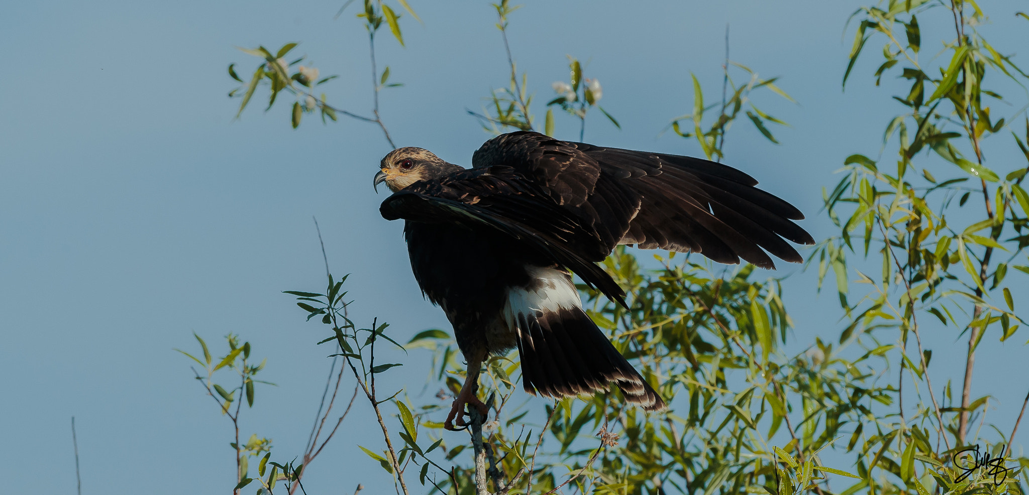 Canon EF 600mm f/4L IS sample photo. Female snail kite photography