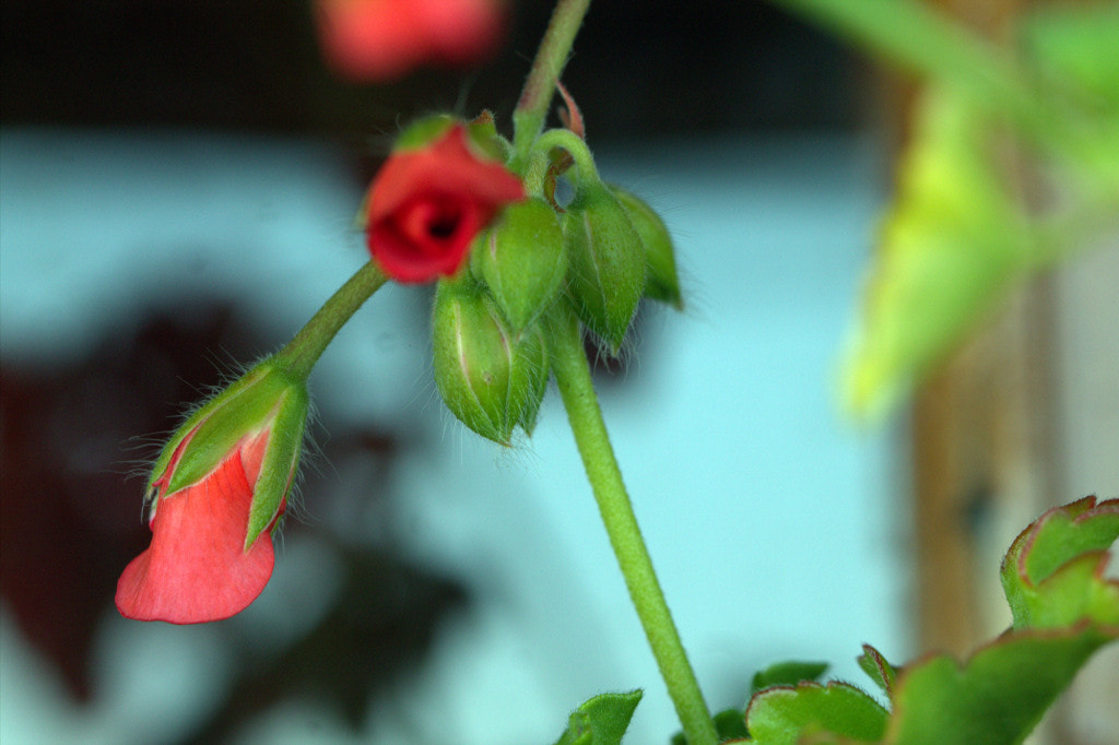 Canon EF 100mm F2.8L Macro IS USM sample photo. Se acerca la primavera photography