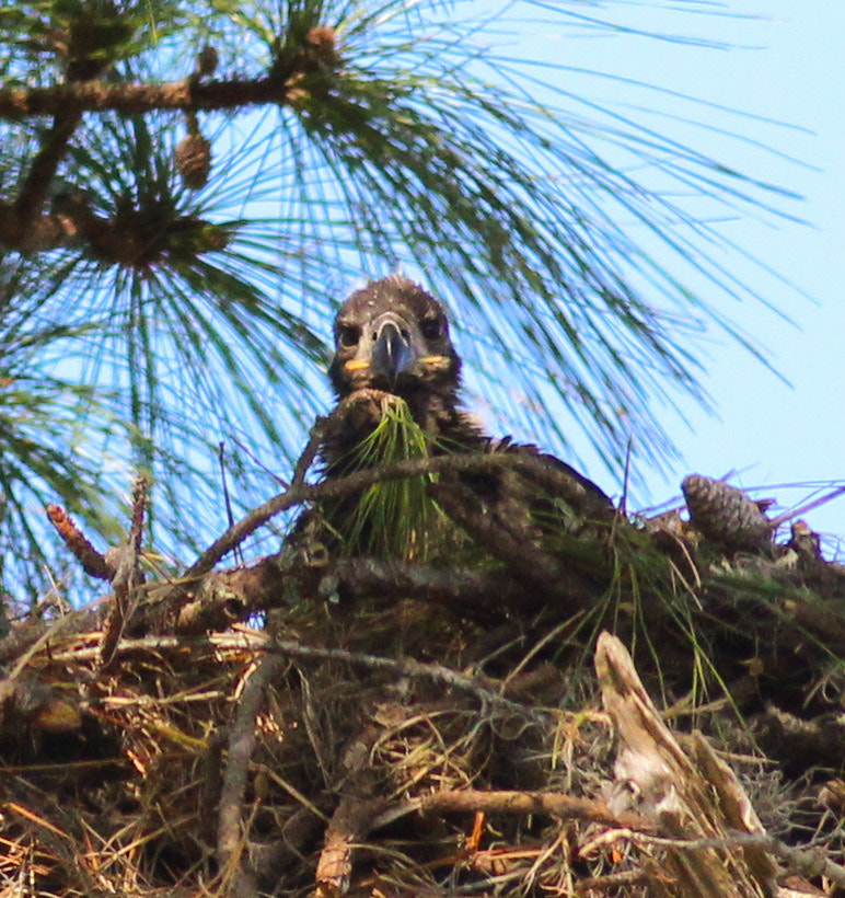 Canon EOS 600D (Rebel EOS T3i / EOS Kiss X5) sample photo. Eaglet florida usa photography