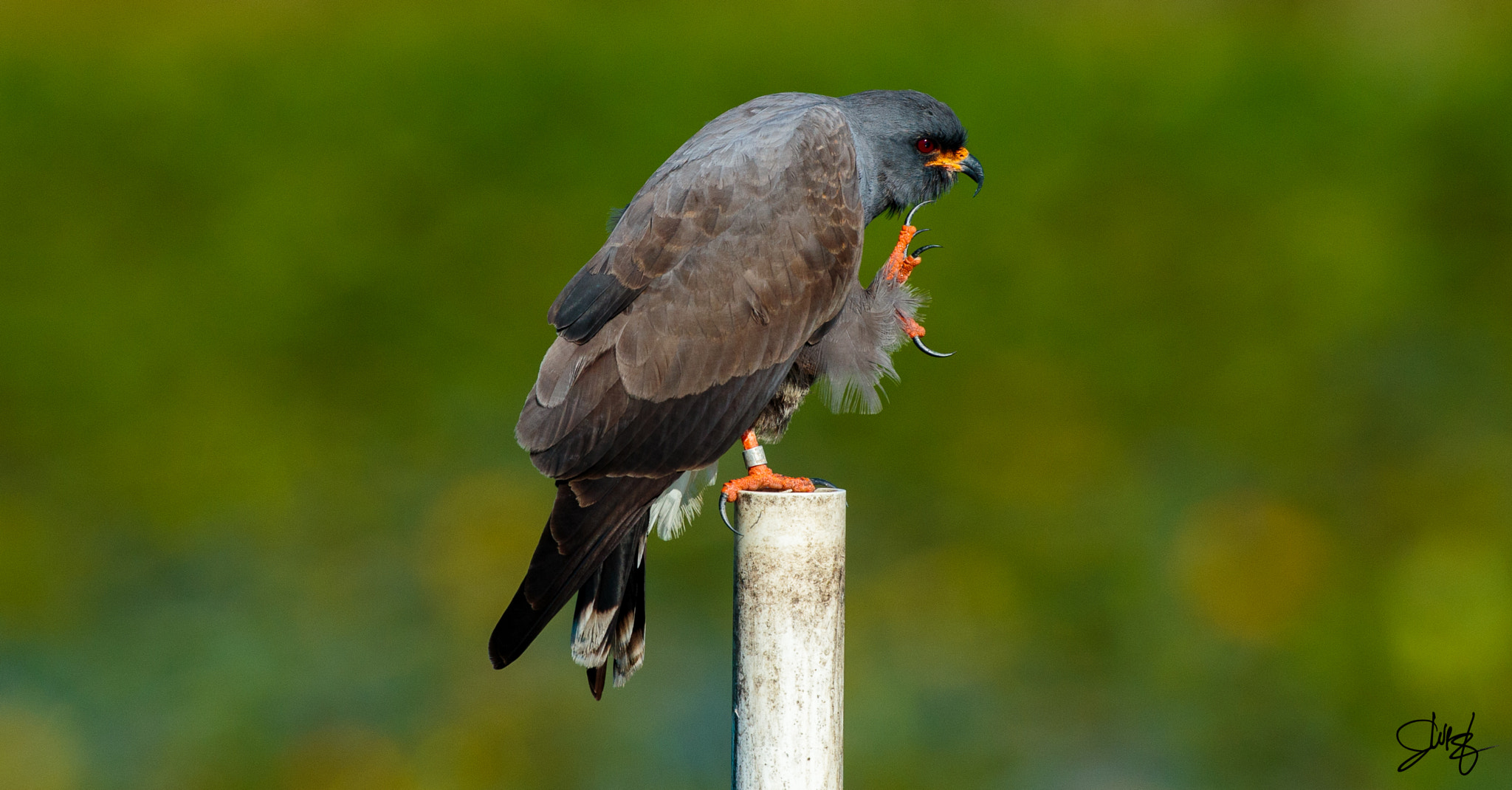 Canon EOS-1D X + Canon EF 600mm f/4L IS sample photo. Snail kite photography