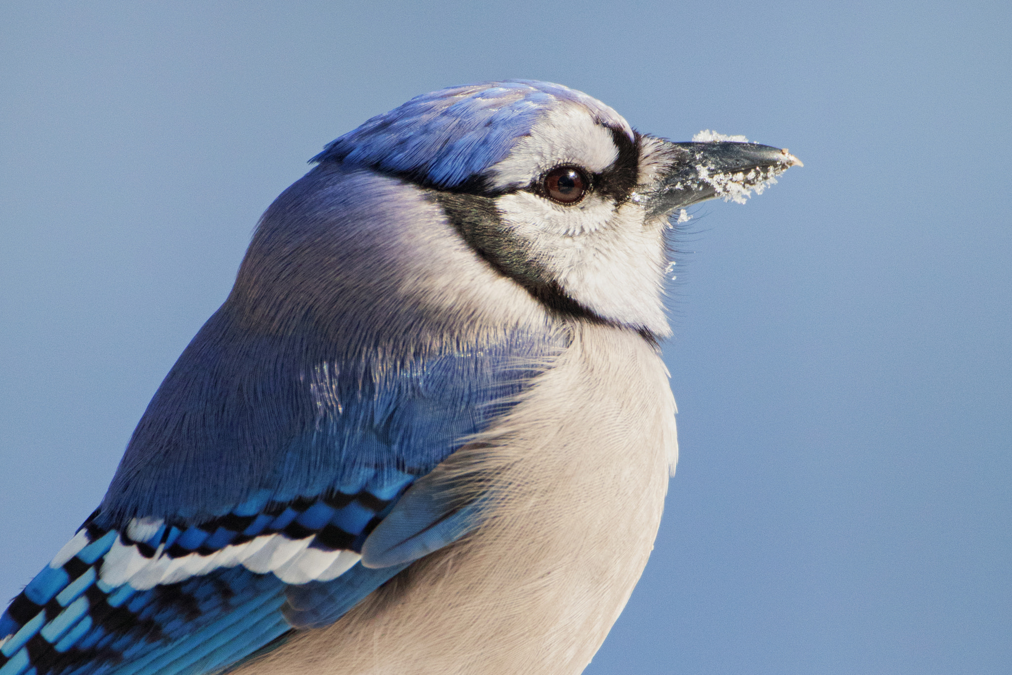 Canon EOS 80D + Canon EF 500mm F4L IS USM sample photo. Snow beak photography