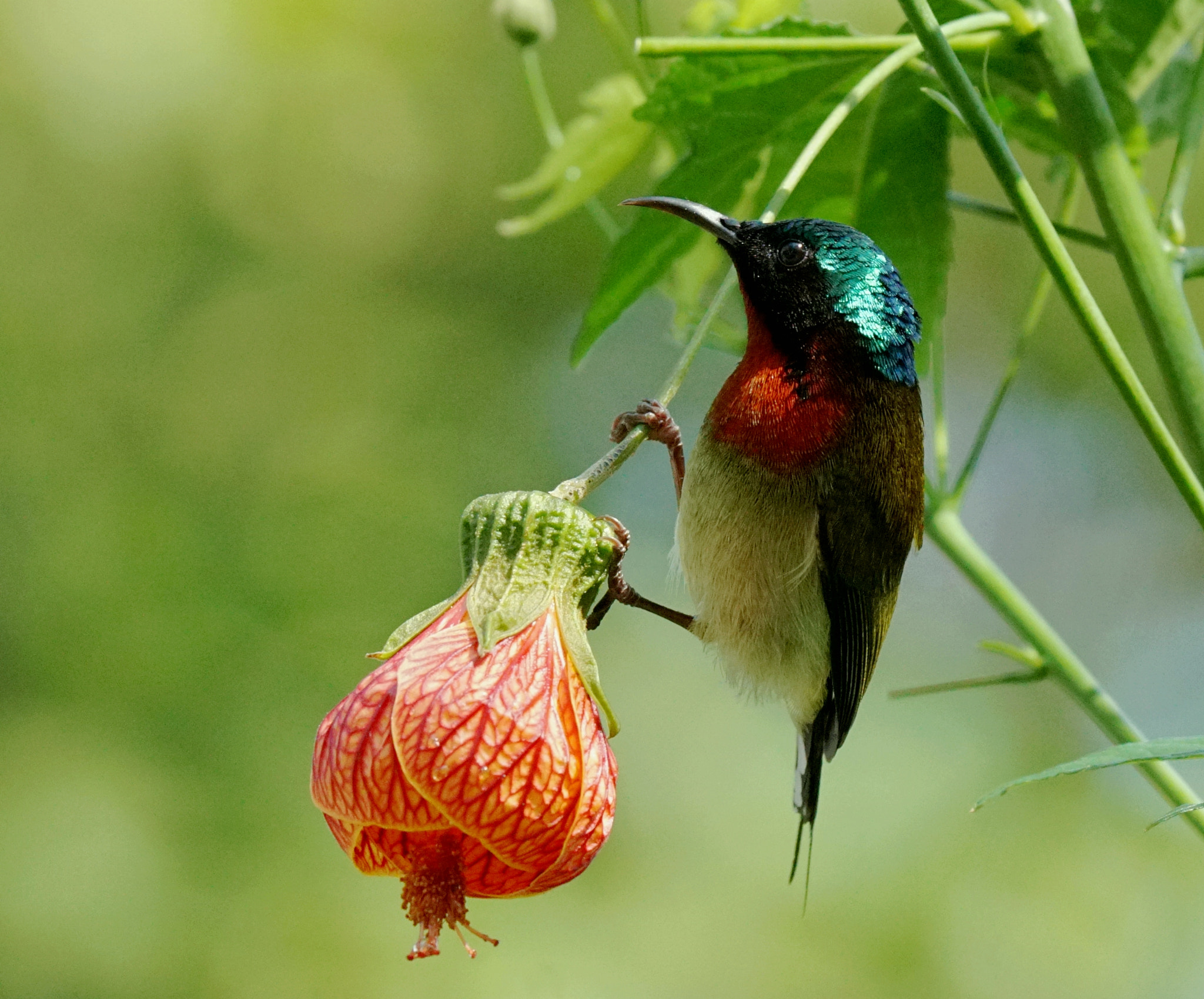 Sony 70-400mm F4-5.6 G SSM II sample photo. Sunbird and flower photography