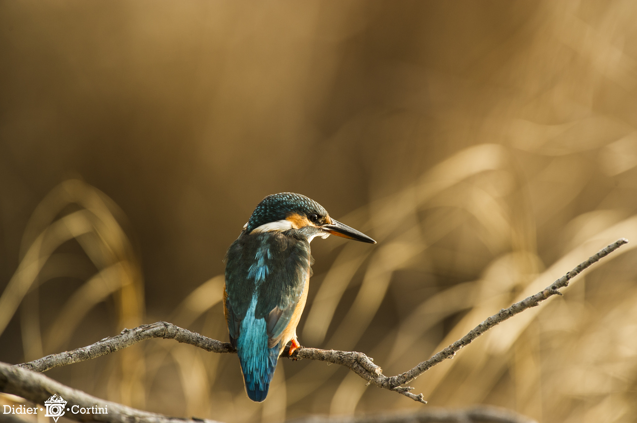Nikon AF-S Nikkor 500mm F4G ED VR sample photo. Attentif photography