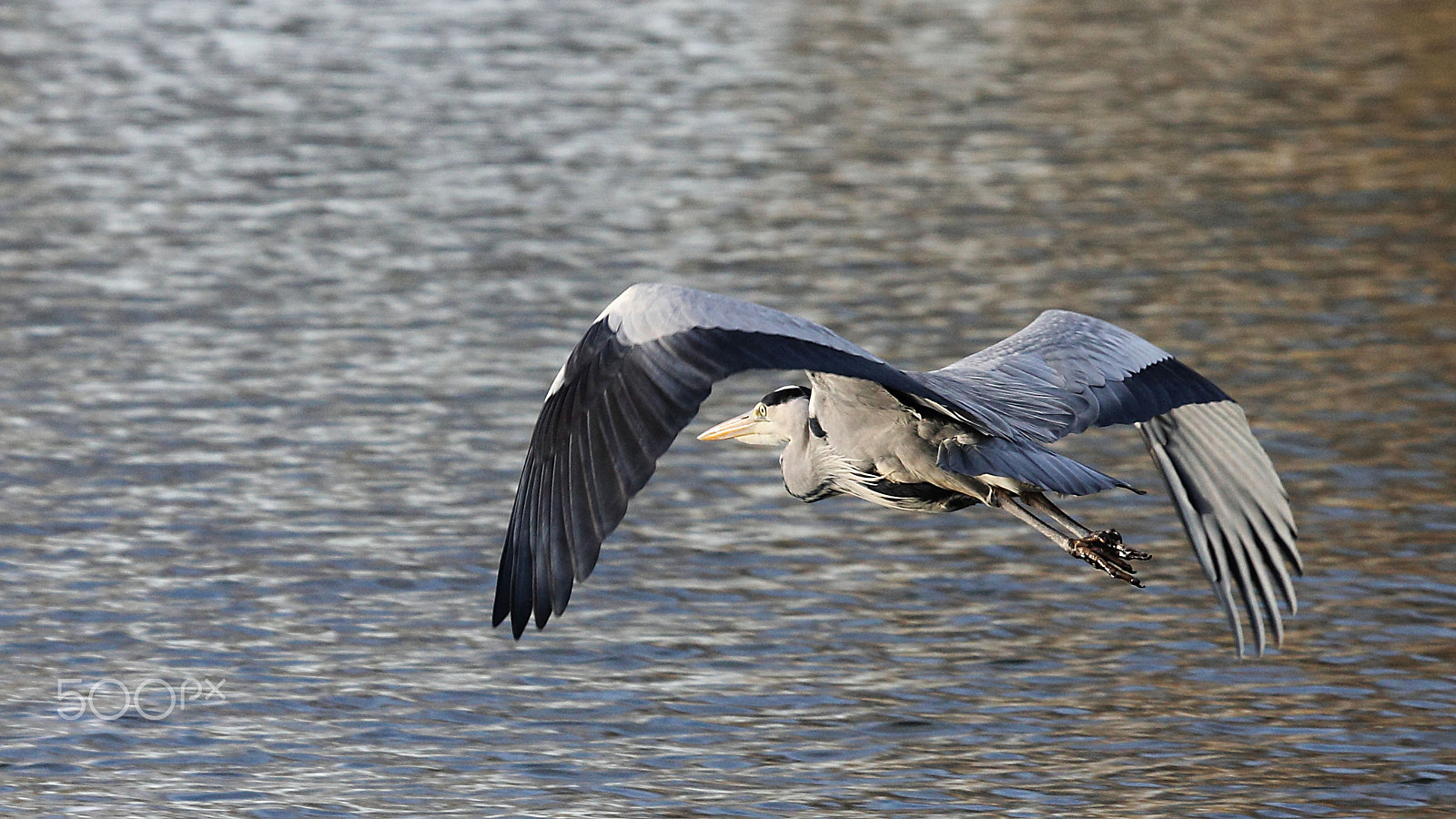Canon EOS 60D + Canon EF 100-400mm F4.5-5.6L IS USM sample photo. Heron photography