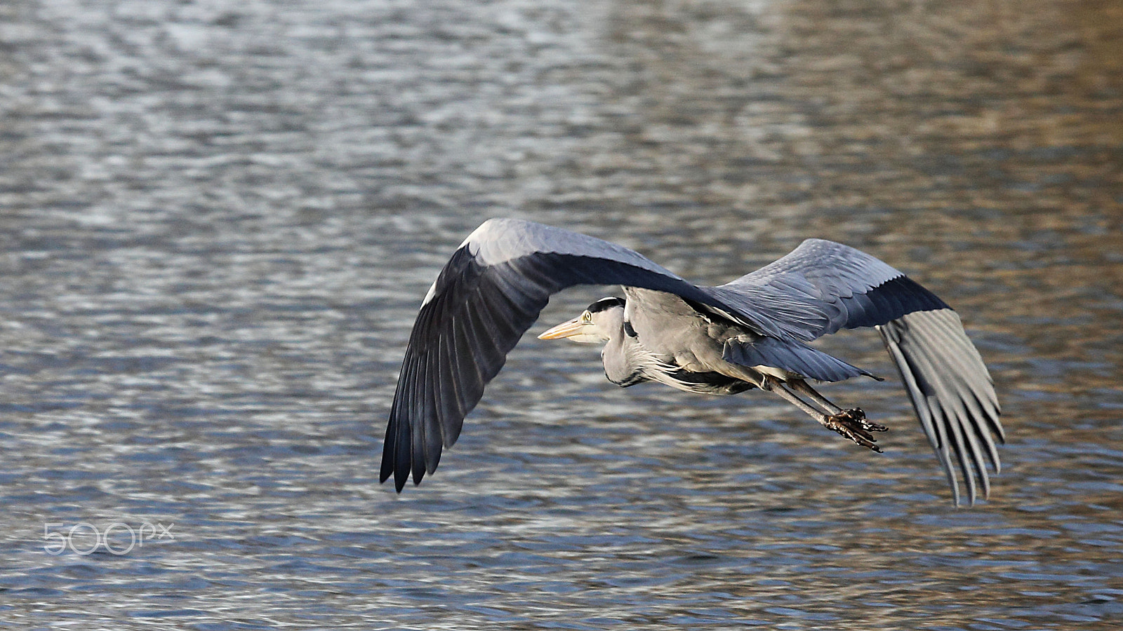 Canon EF 100-400mm F4.5-5.6L IS USM sample photo. Heron photography