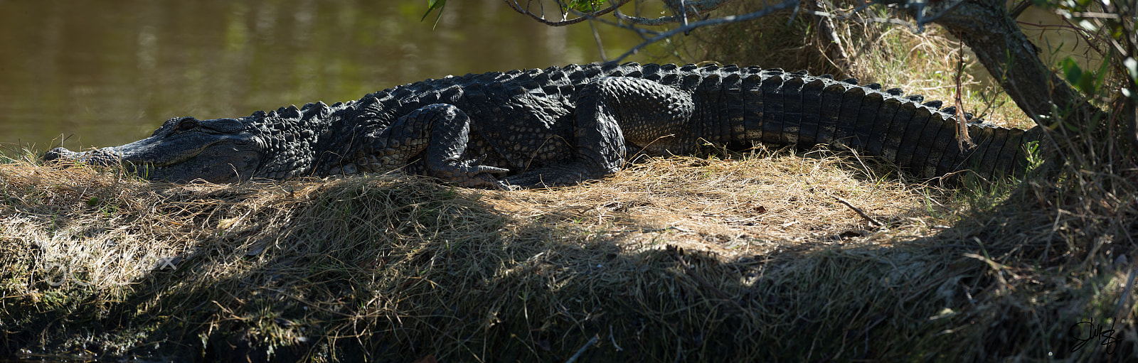 Canon EF 600mm f/4L IS sample photo. American alligator photography