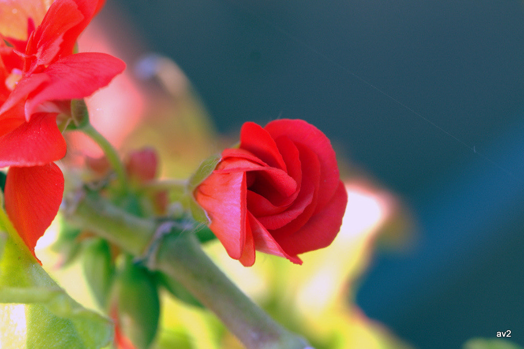 Canon EF 100mm F2.8L Macro IS USM sample photo. Geranio recien abierto. photography