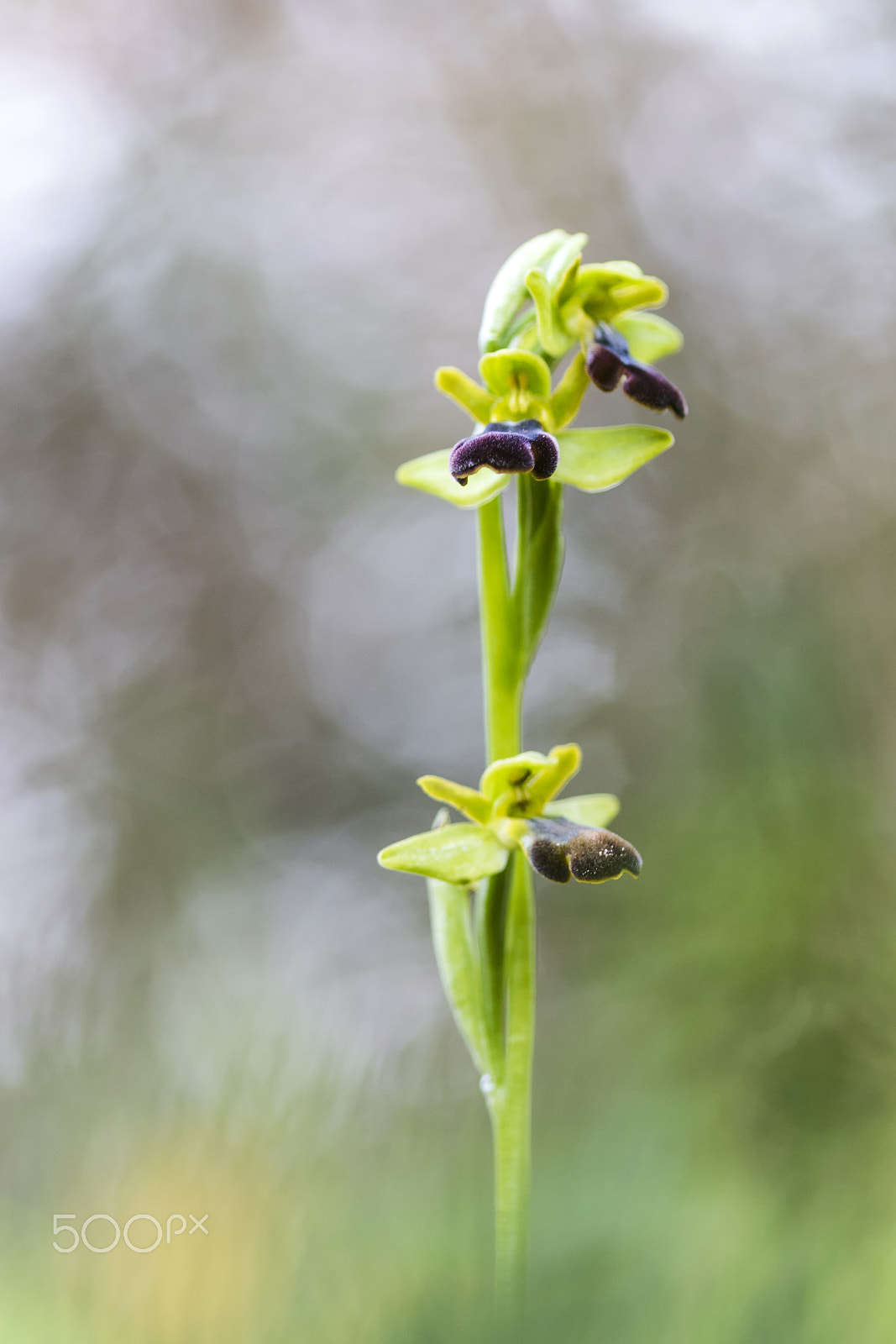 Canon EF 100mm F2.8 Macro USM sample photo. 20170122 doñana - 99 photography