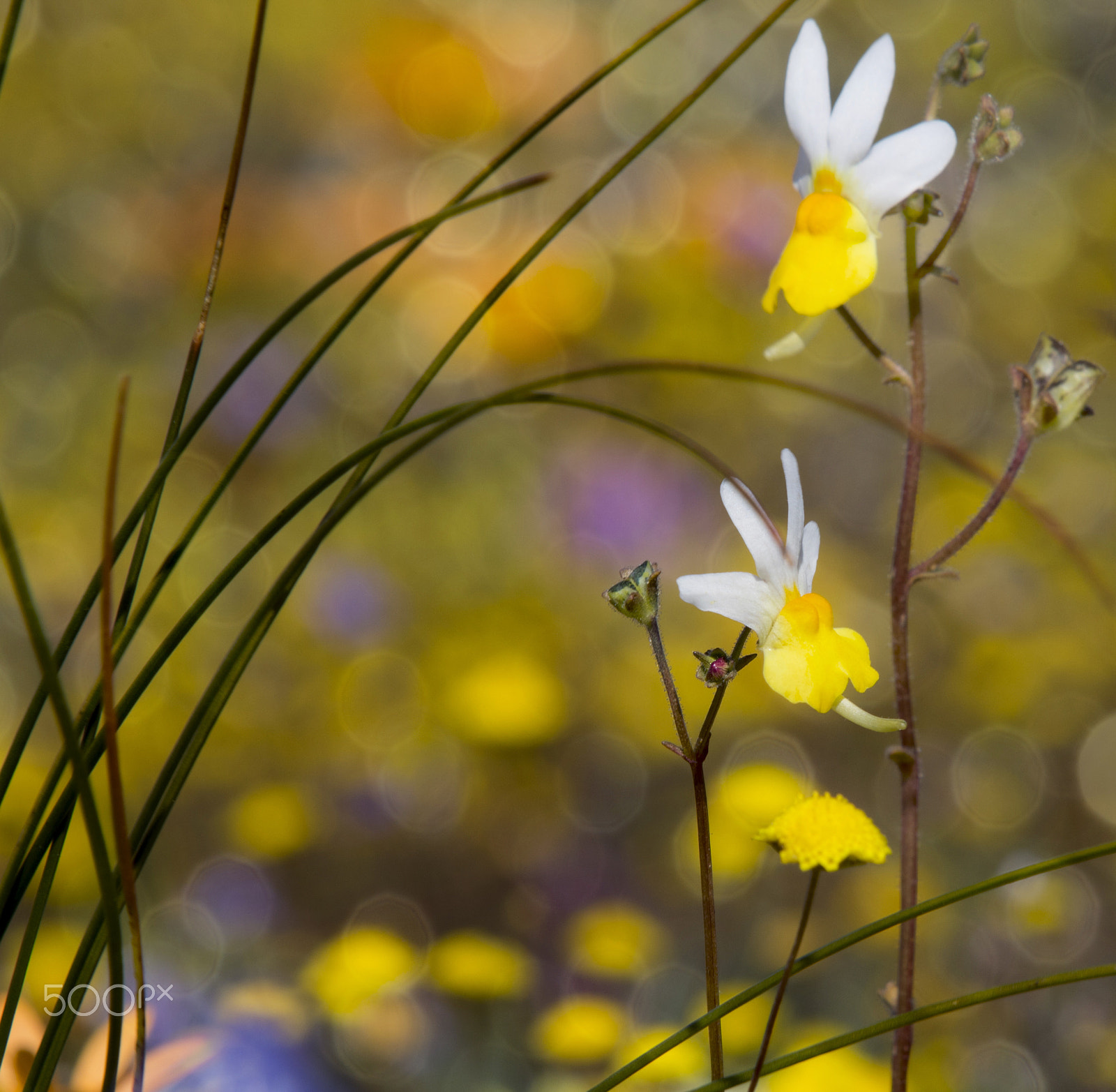 Canon EF 70-200mm F2.8L USM sample photo. Nemesia and bokeh photography