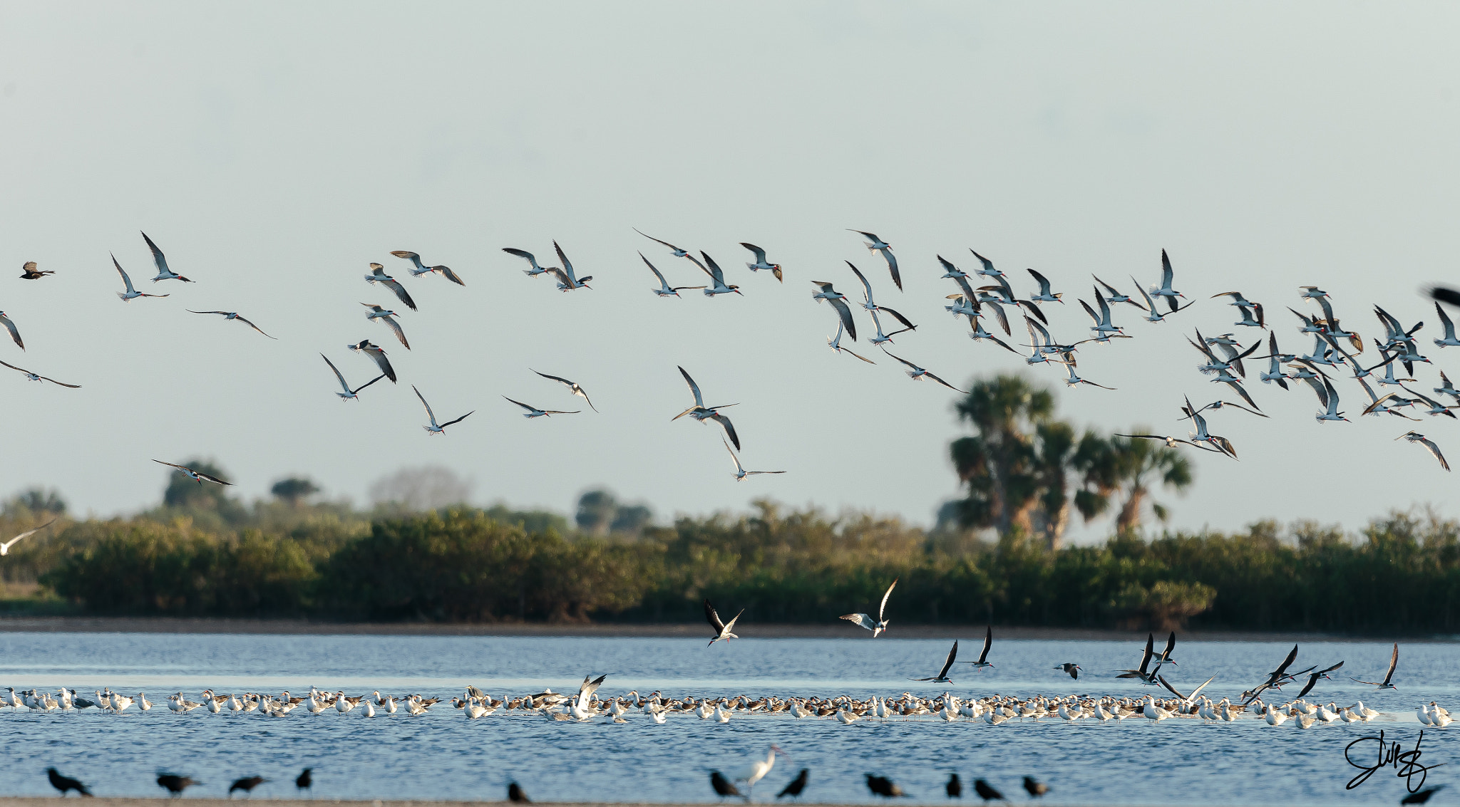 Canon EF 600mm f/4L IS sample photo. Black skimmers photography