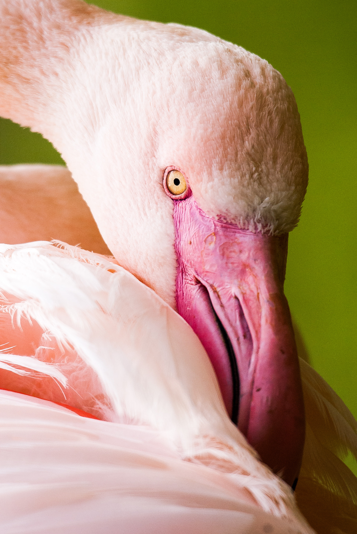 Sigma 50-500mm F4.5-6.3 DG OS HSM sample photo. Flamingo photography