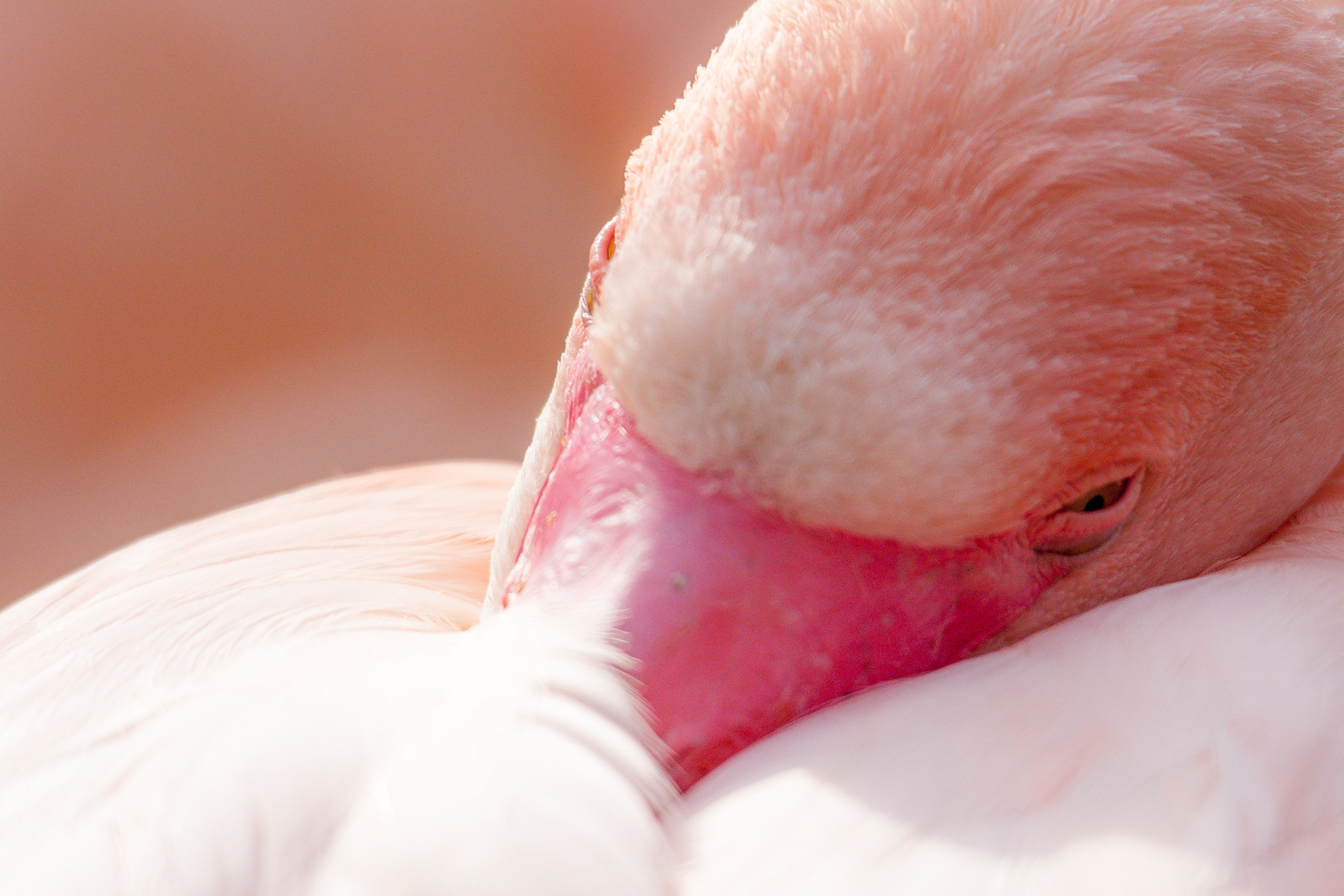 Sigma 50-500mm F4.5-6.3 DG OS HSM sample photo. Flamingo photography