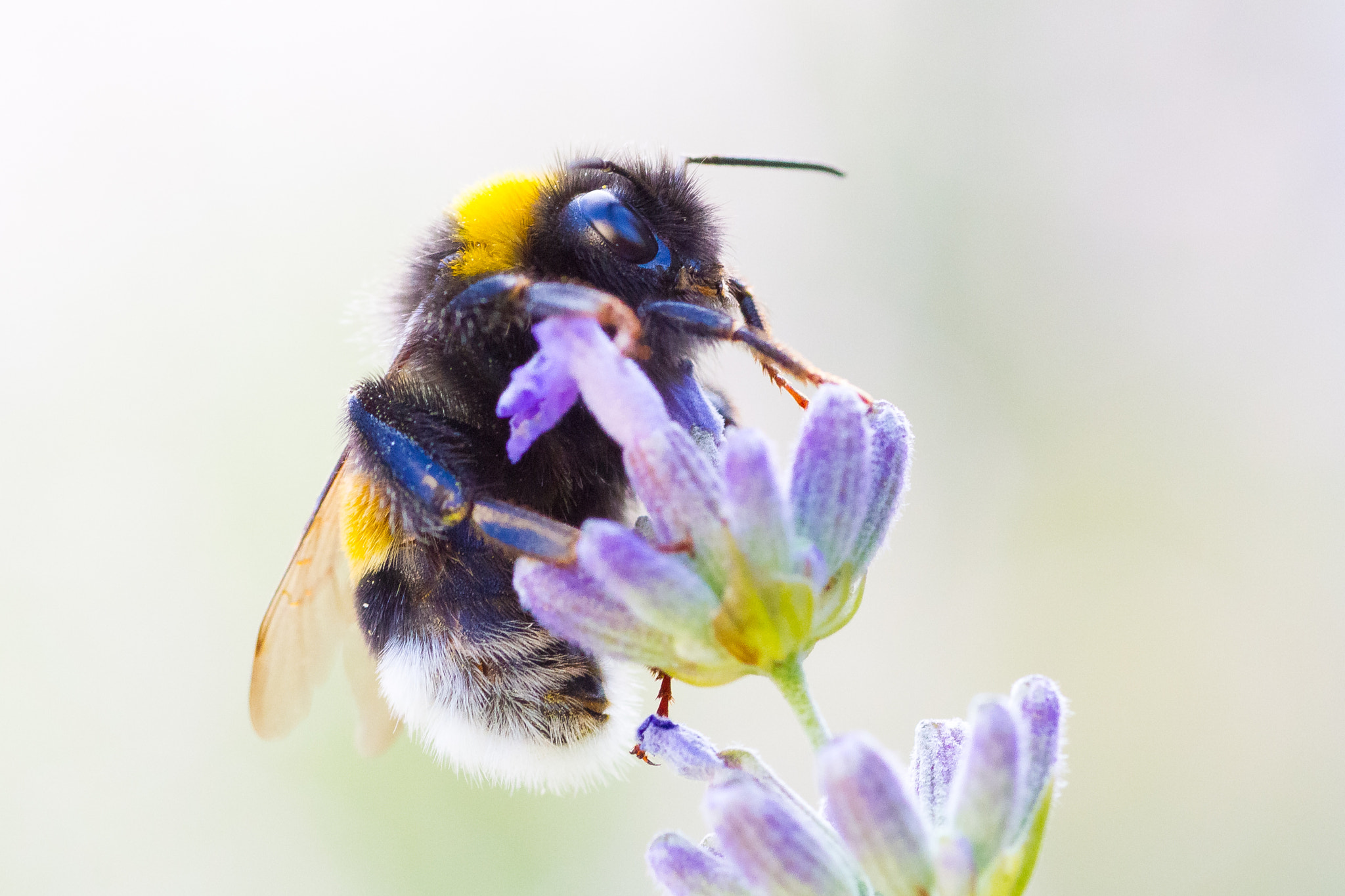 Canon EOS 7D + Tamron SP AF 90mm F2.8 Di Macro sample photo. Hummel photography