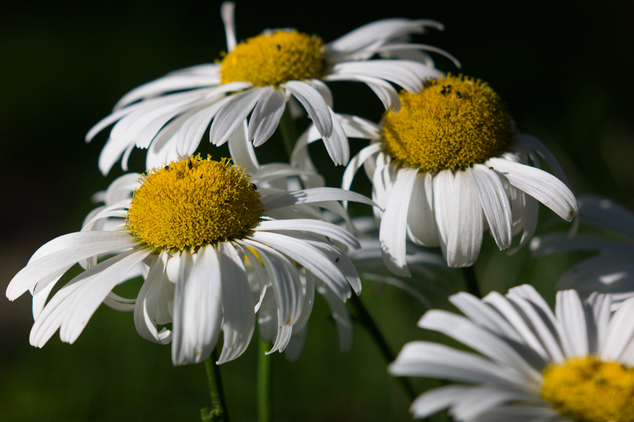 Leica M9 + Summicron-M 50mm f/2 (III) sample photo. Daisies photography