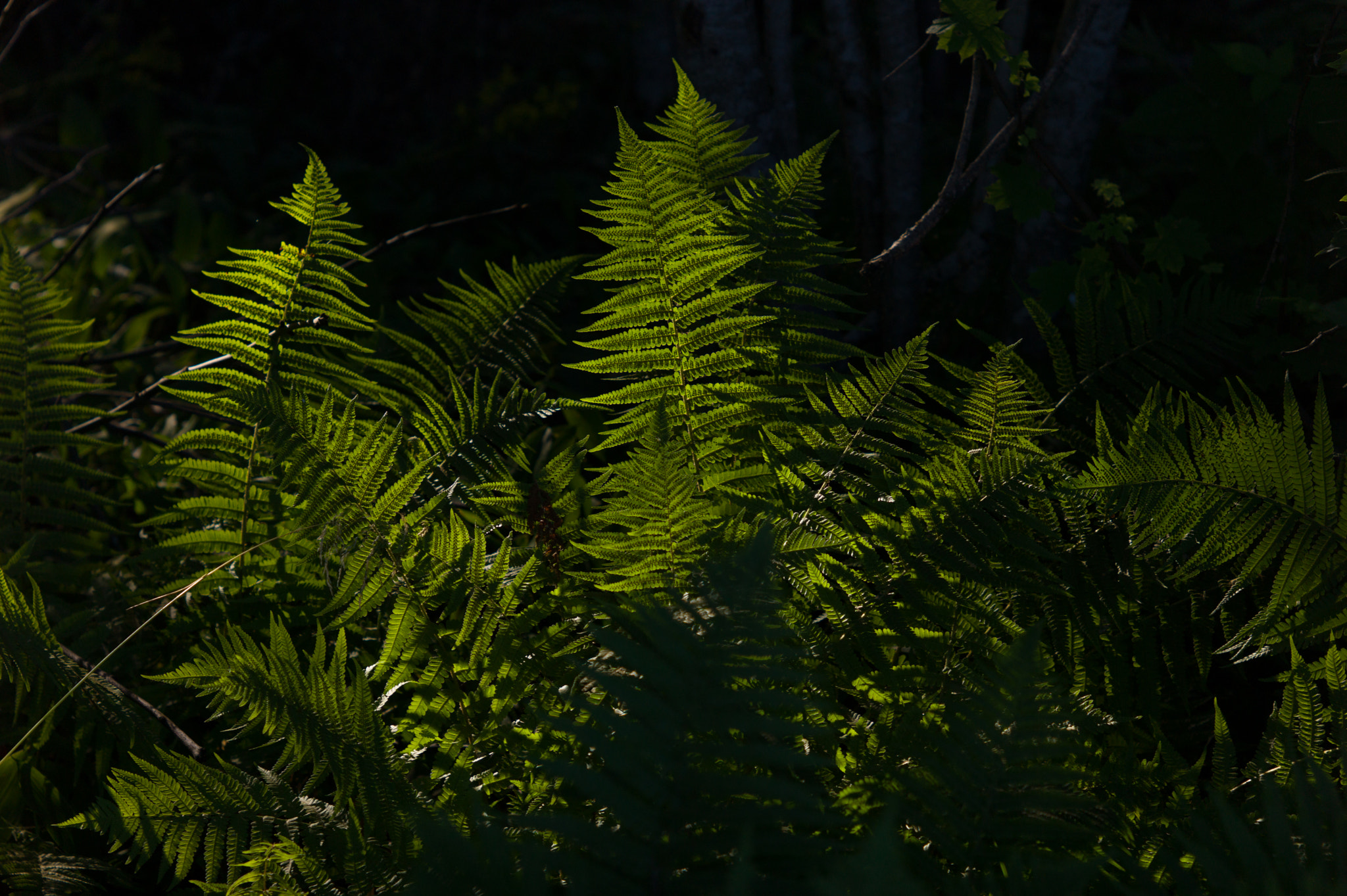 Leica M9 + Summicron-M 50mm f/2 (III) sample photo. Bracken photography