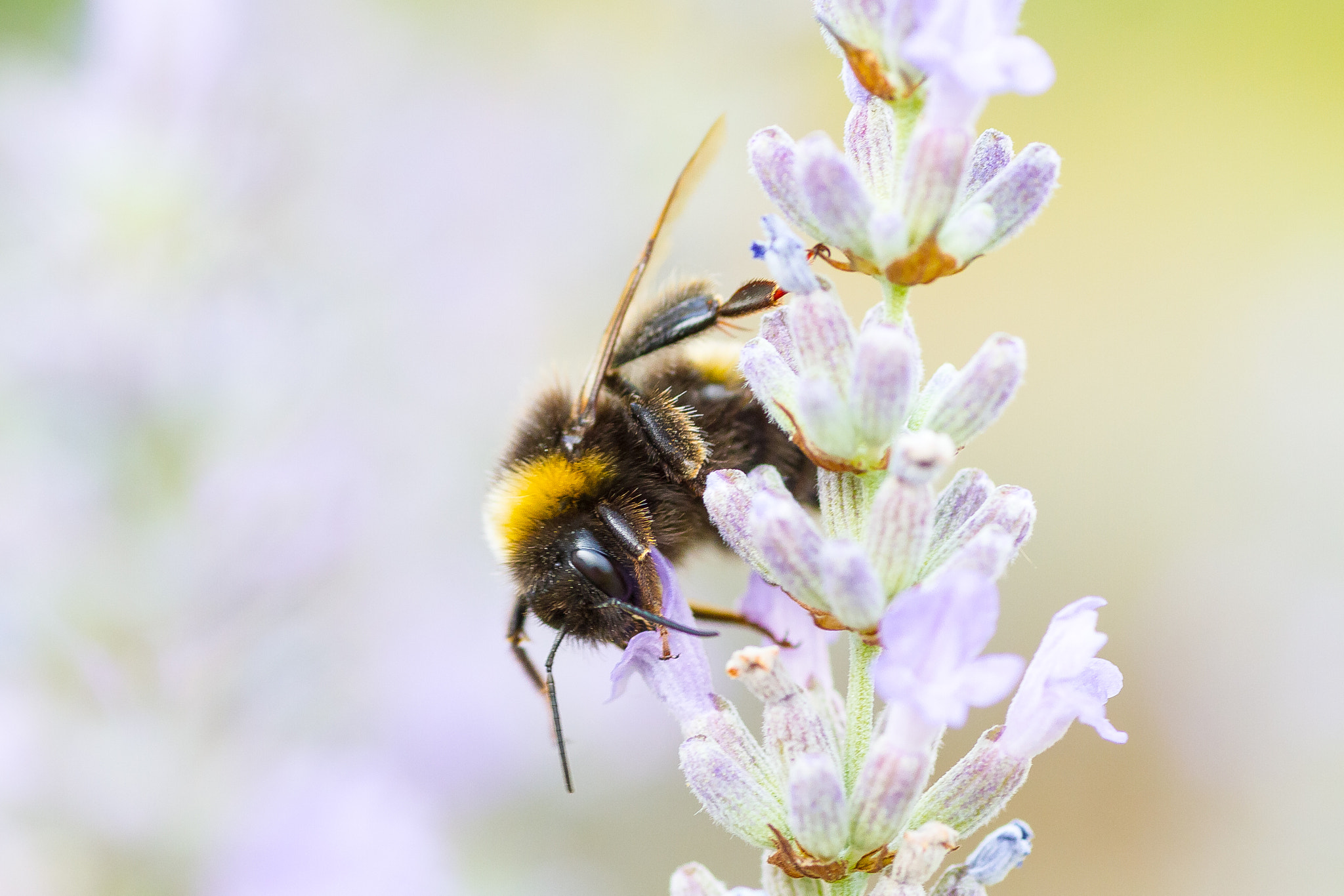 Canon EOS 7D + Tamron SP AF 90mm F2.8 Di Macro sample photo. Hummel photography