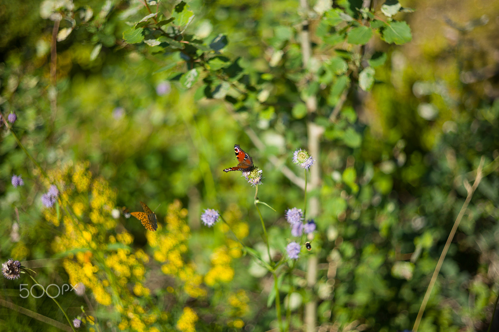 Leica M9 + Summicron-M 50mm f/2 (III) sample photo. Butterflies photography