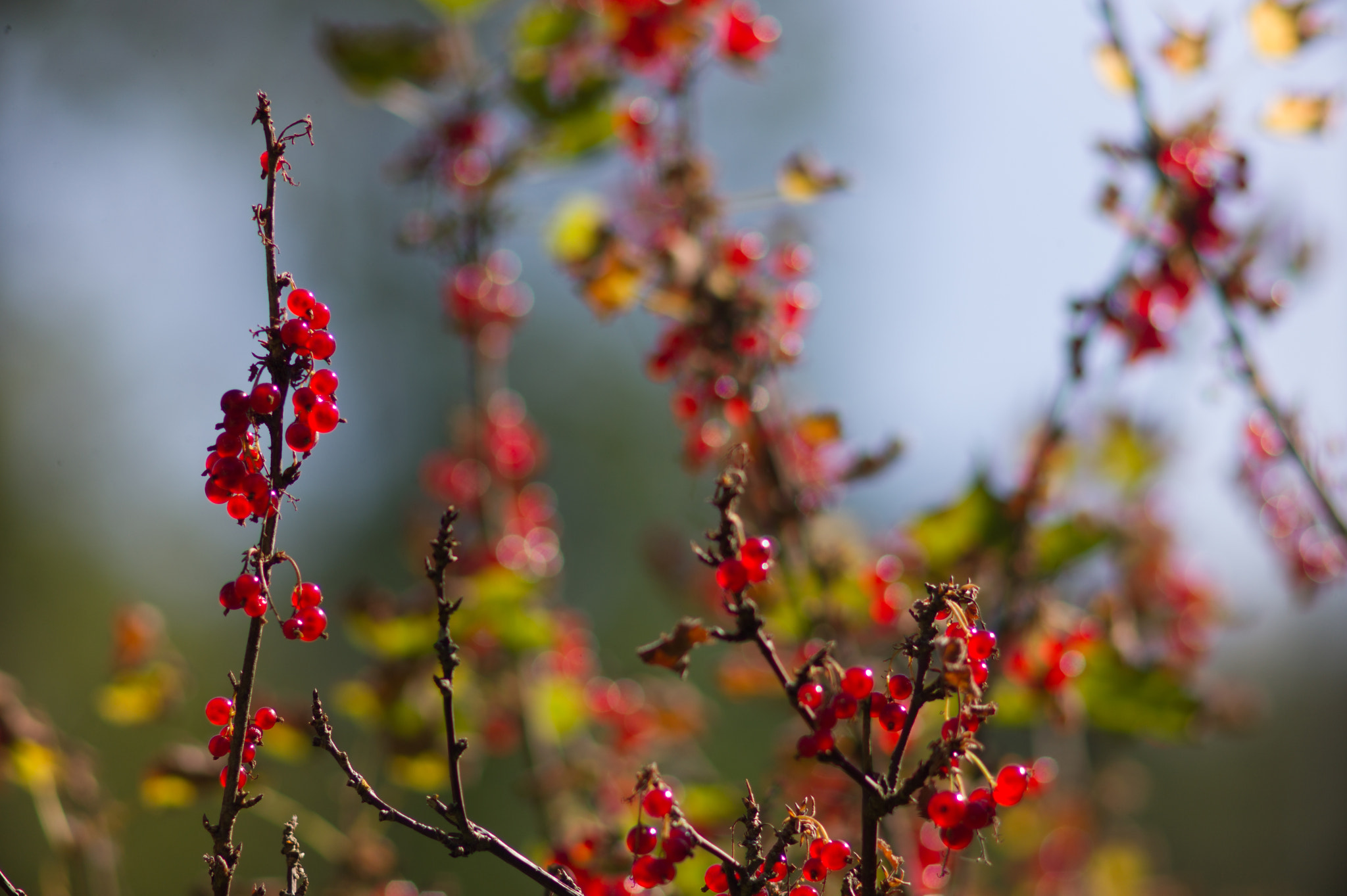 Leica M9 + Summicron-M 50mm f/2 (III) sample photo. Currant photography