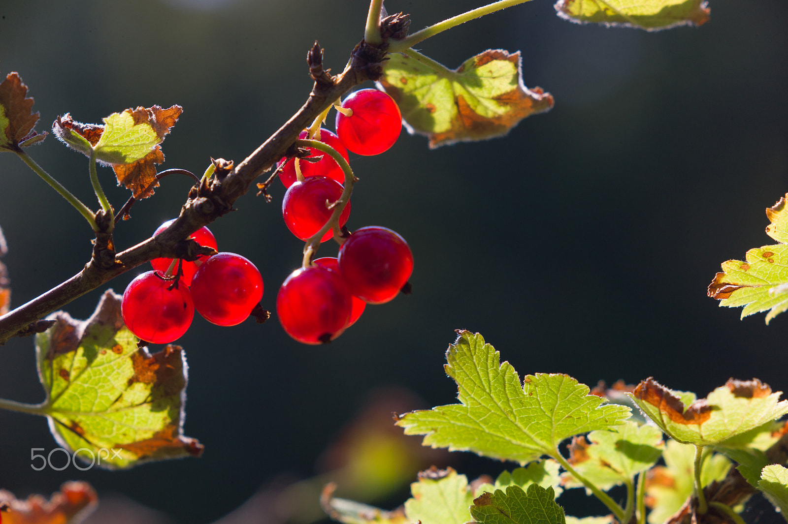 Leica M9 + Summicron-M 50mm f/2 (III) sample photo. Currant photography