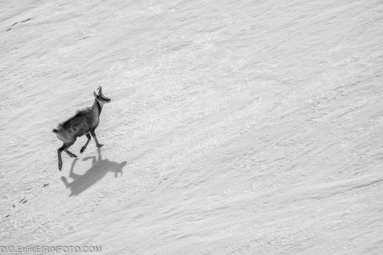 Sigma 150-600mm F5-6.3 DG OS HSM | C sample photo. Chamois in ancares photography