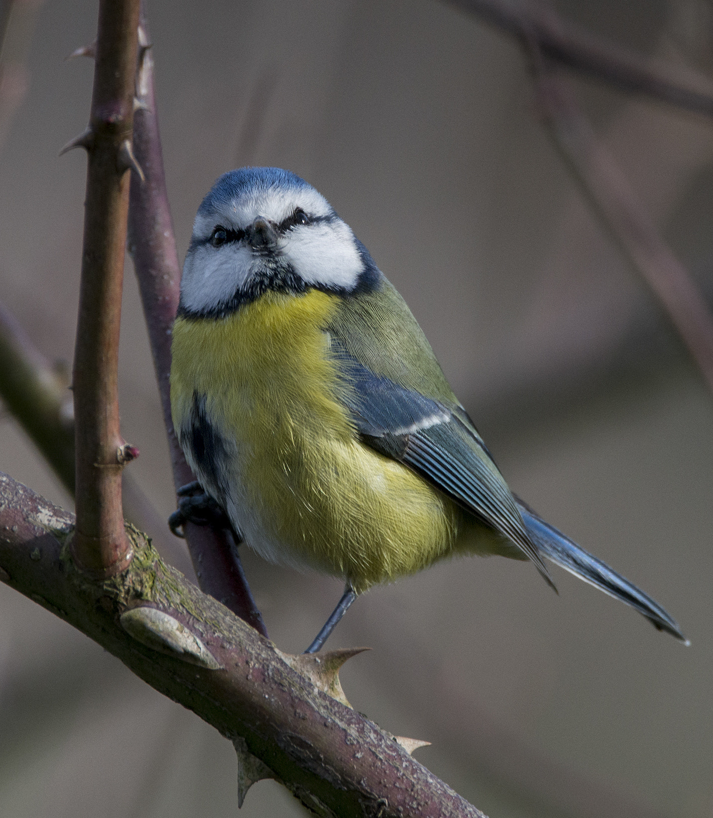 Sigma 150-600mm F5-6.3 DG OS HSM | C sample photo. Blue tit photography