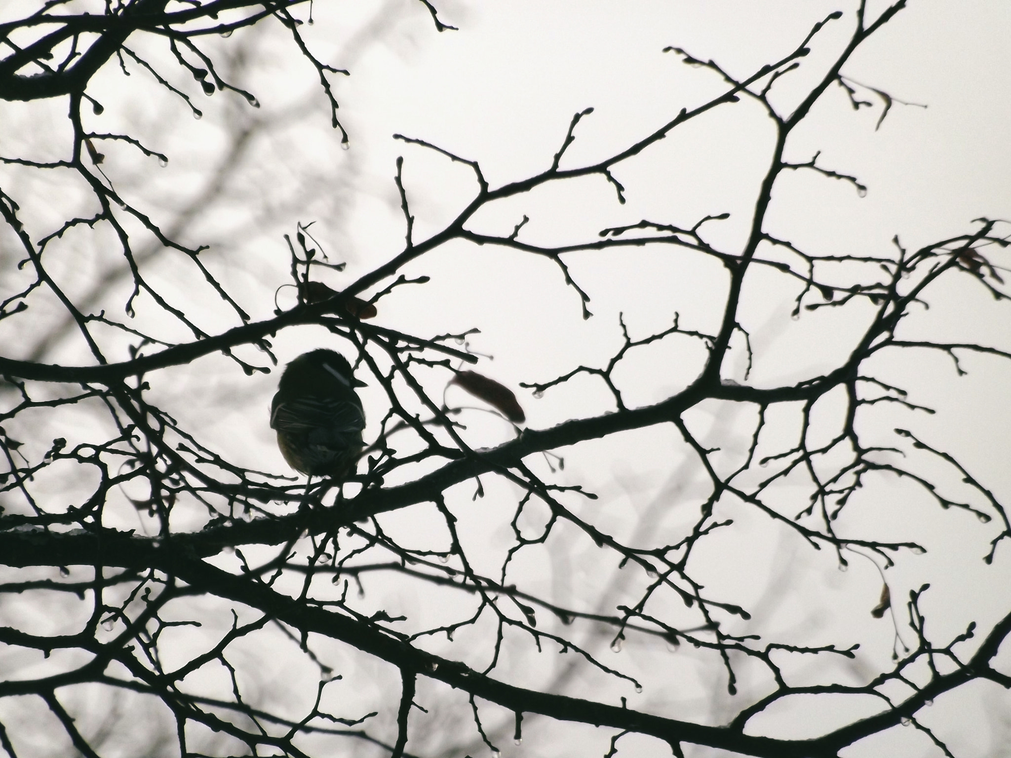 Fujifilm FinePix S3400 sample photo. Great tit photography