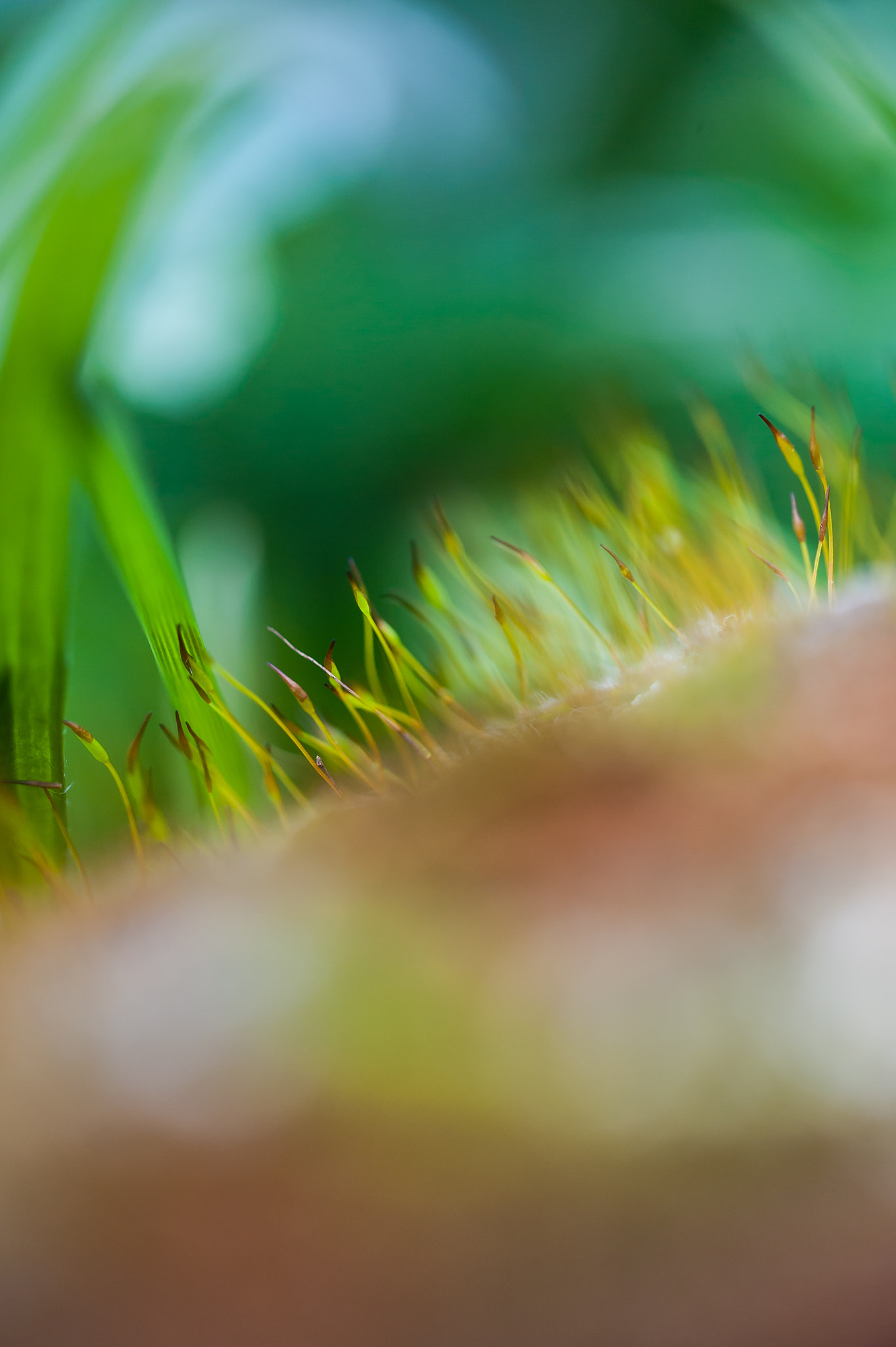 Sigma 105mm F2.8 EX DG OS HSM sample photo. Du mondes au balcon photography