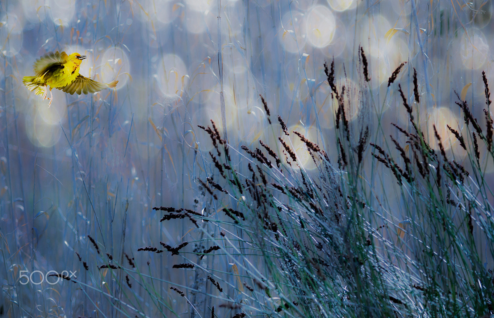 Canon EF 70-200mm F2.8L USM sample photo. Weaver in the reeds photography