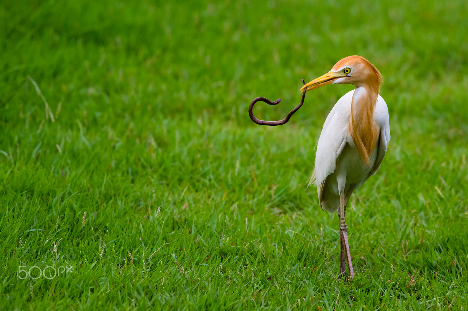 Canon EOS-1D X + Canon EF 400mm F5.6L USM sample photo. Play with snake photography