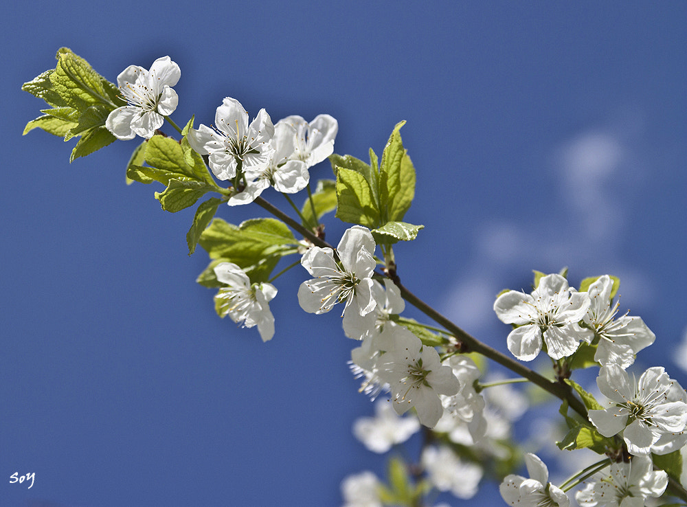 Canon EOS 450D (EOS Rebel XSi / EOS Kiss X2) sample photo. Flores de primavera... photography