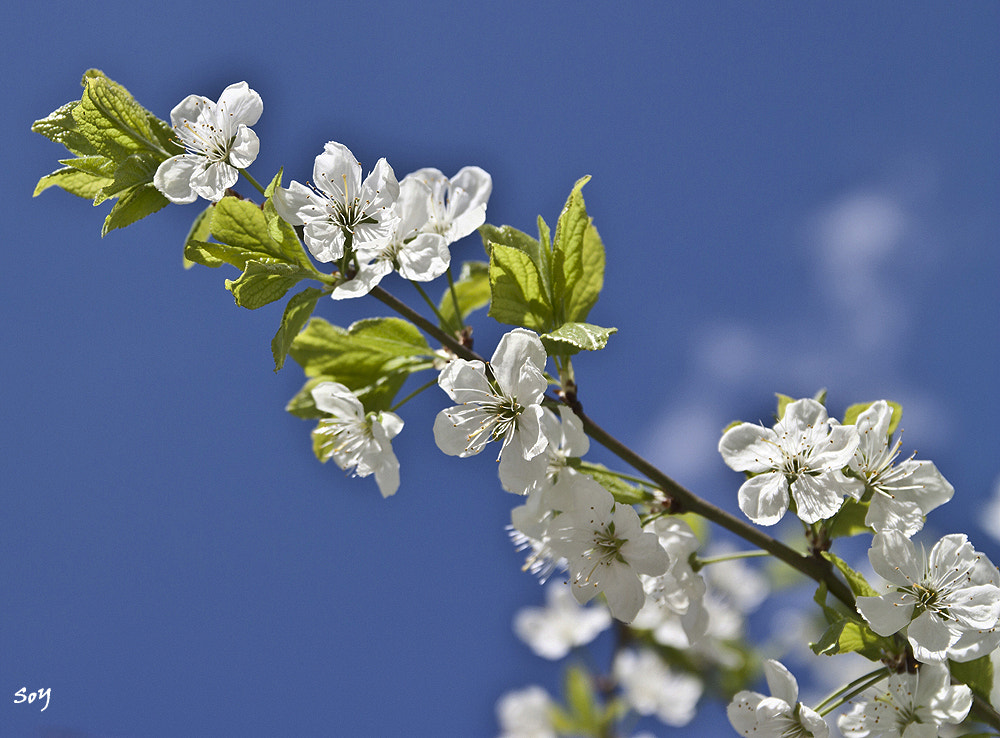 Canon EOS 450D (EOS Rebel XSi / EOS Kiss X2) + Sigma 18-50mm f/2.8 Macro sample photo. Flores de primavera... photography