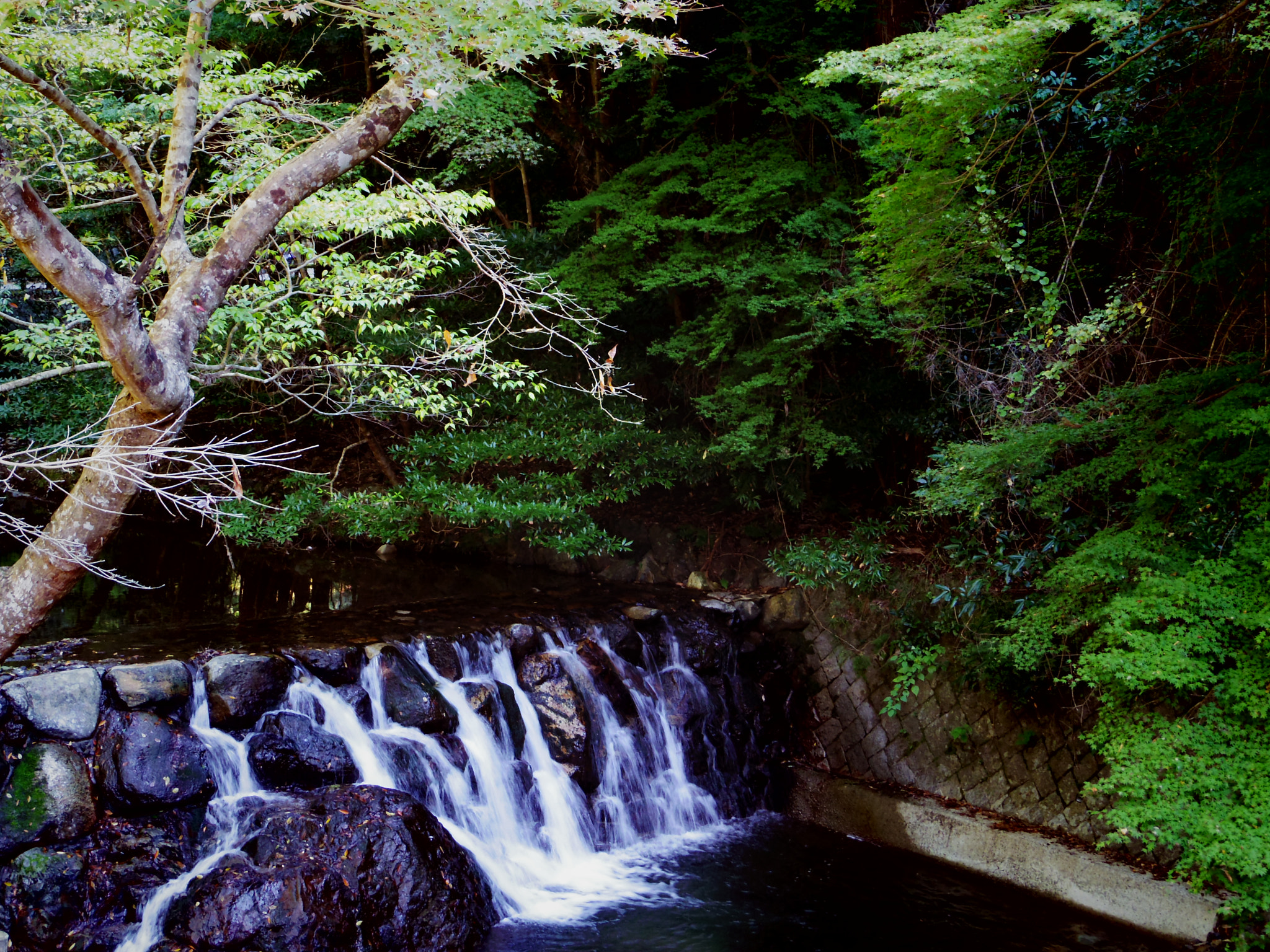 Pentax 02 Standard Zoom sample photo. Tender green photography