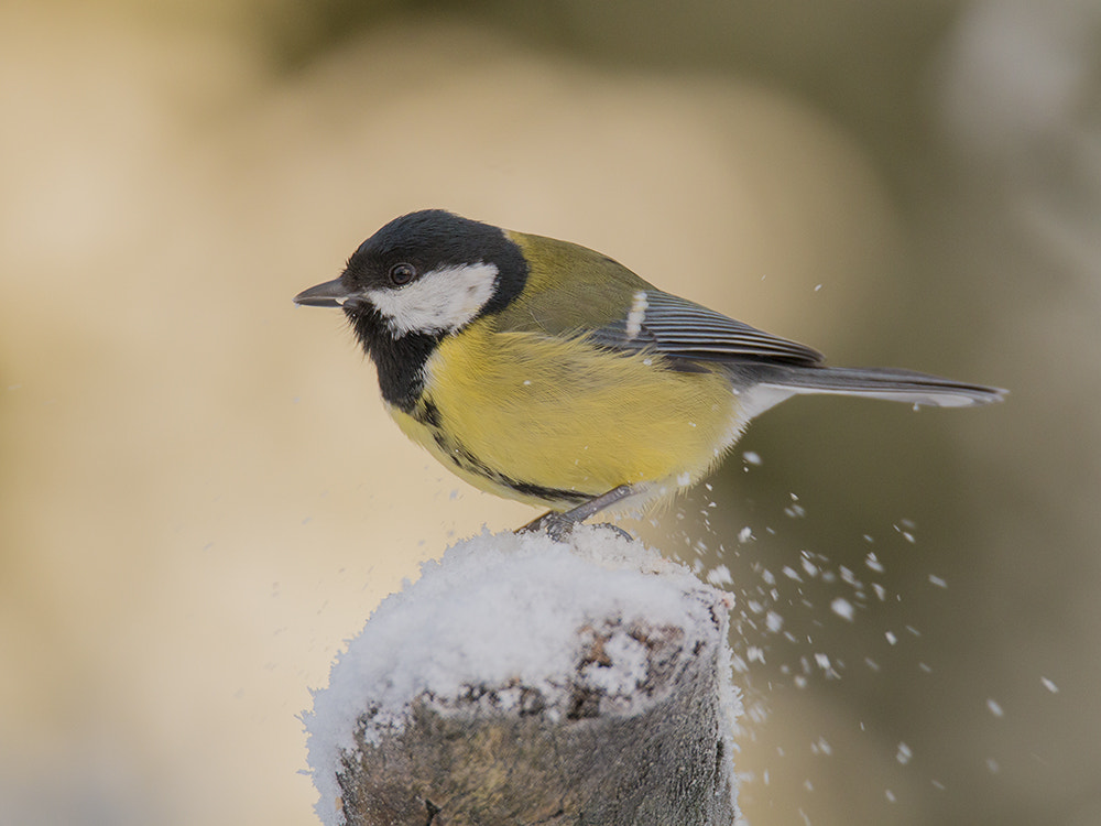 Canon EOS 70D sample photo. Koolmees great tit photography