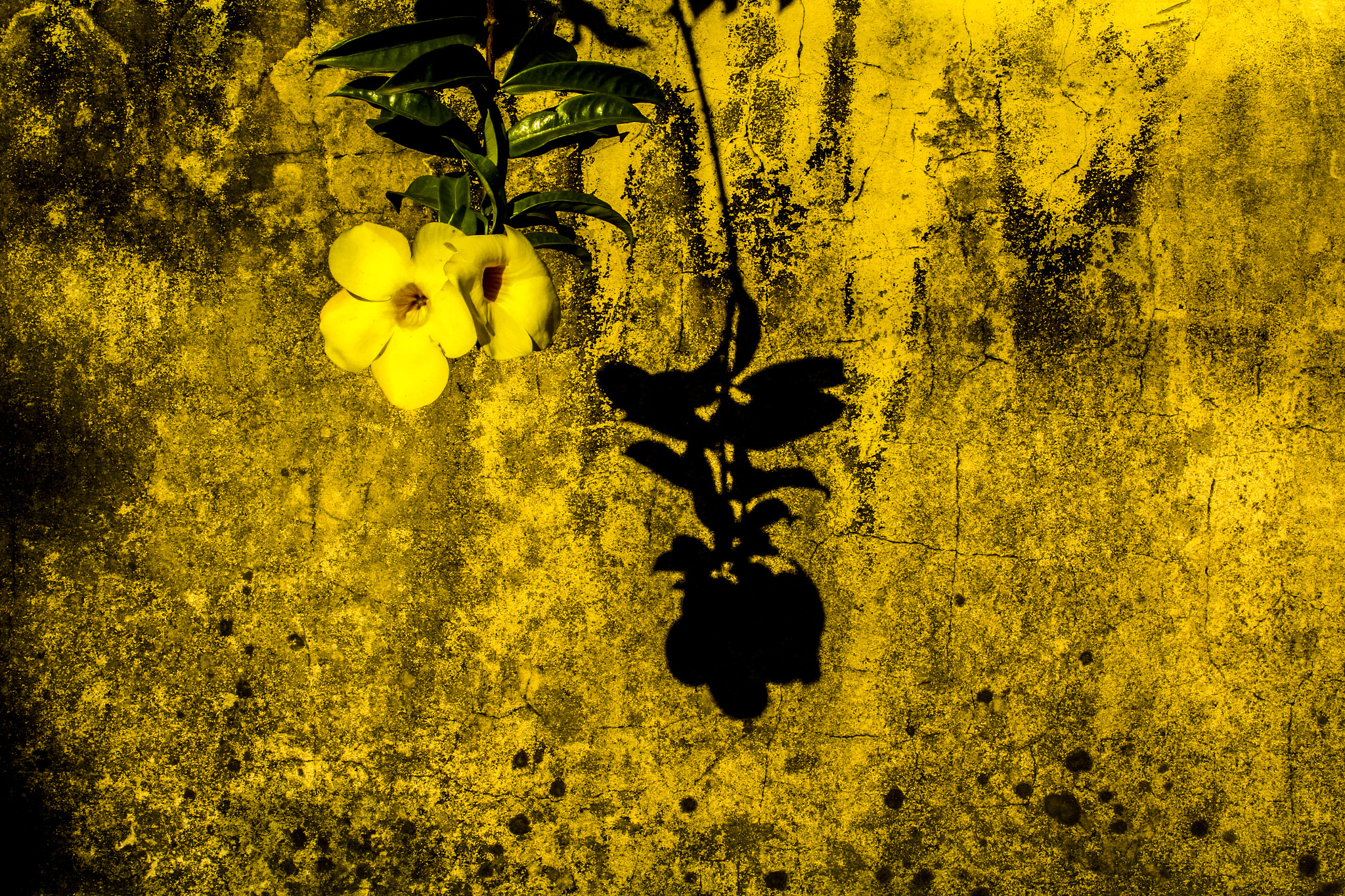 Canon EF-S 55-250mm F4-5.6 IS STM sample photo. Flor em parede photography
