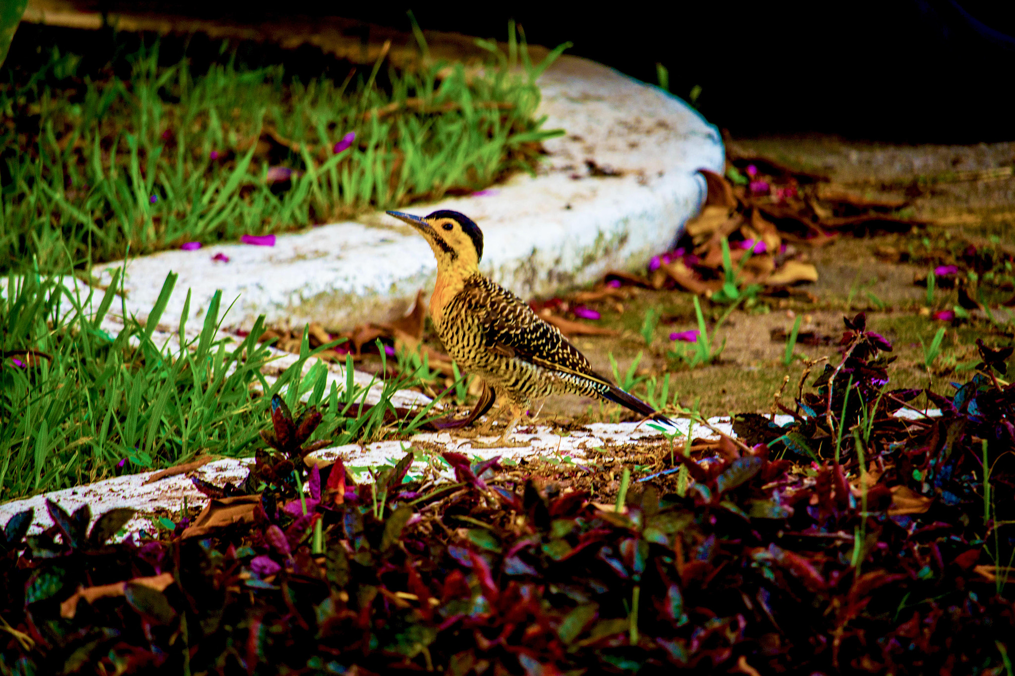 Canon EF-S 55-250mm F4-5.6 IS STM sample photo. Pica-pau-amarelo photography