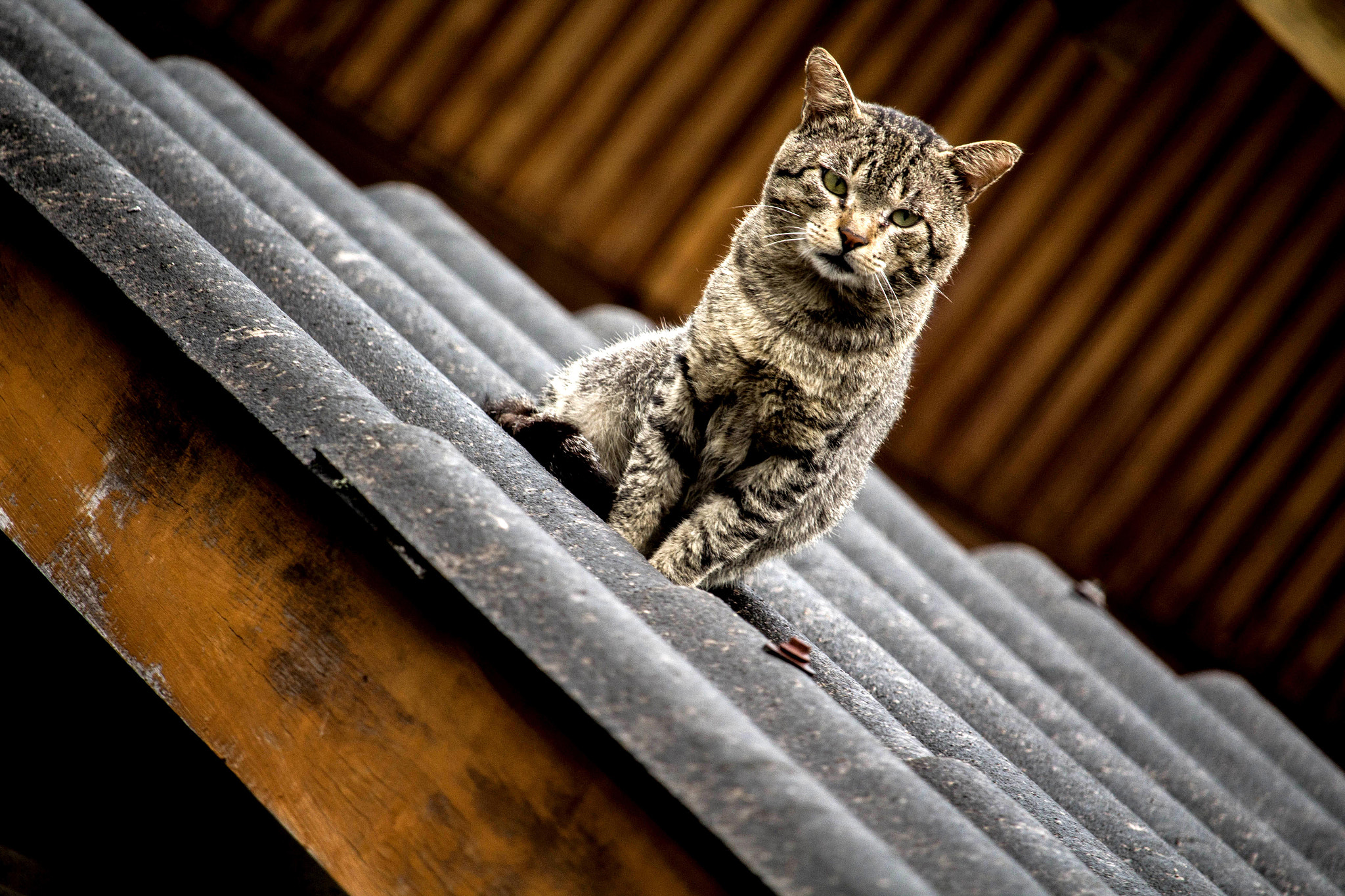 Canon EF-S 55-250mm F4-5.6 IS STM sample photo. Gato cinza photography