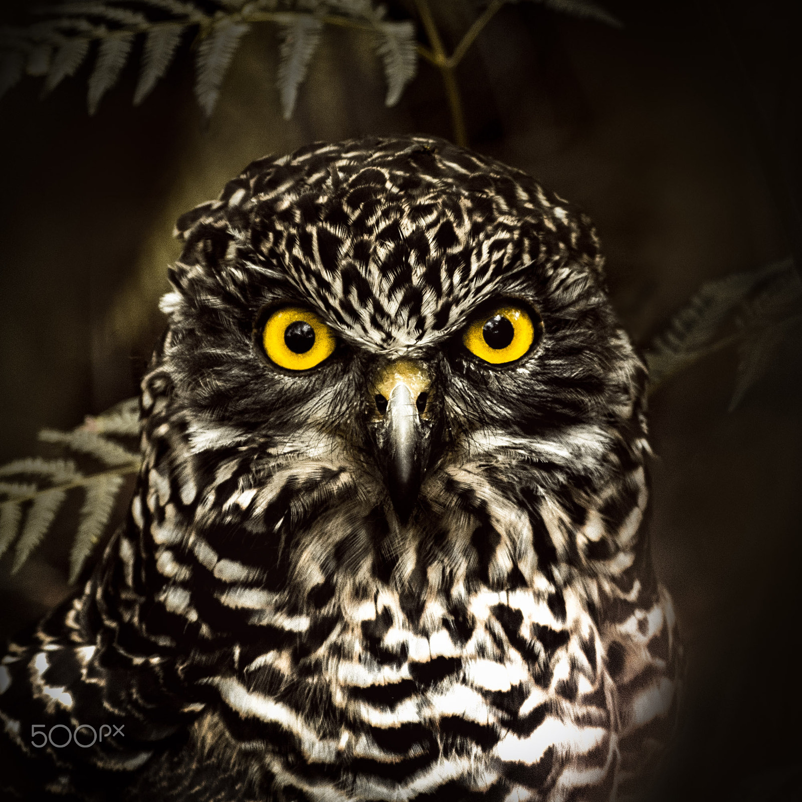 Pentax smc DA* 60-250mm F4.0 ED (IF) SDM sample photo. Owl ii photography