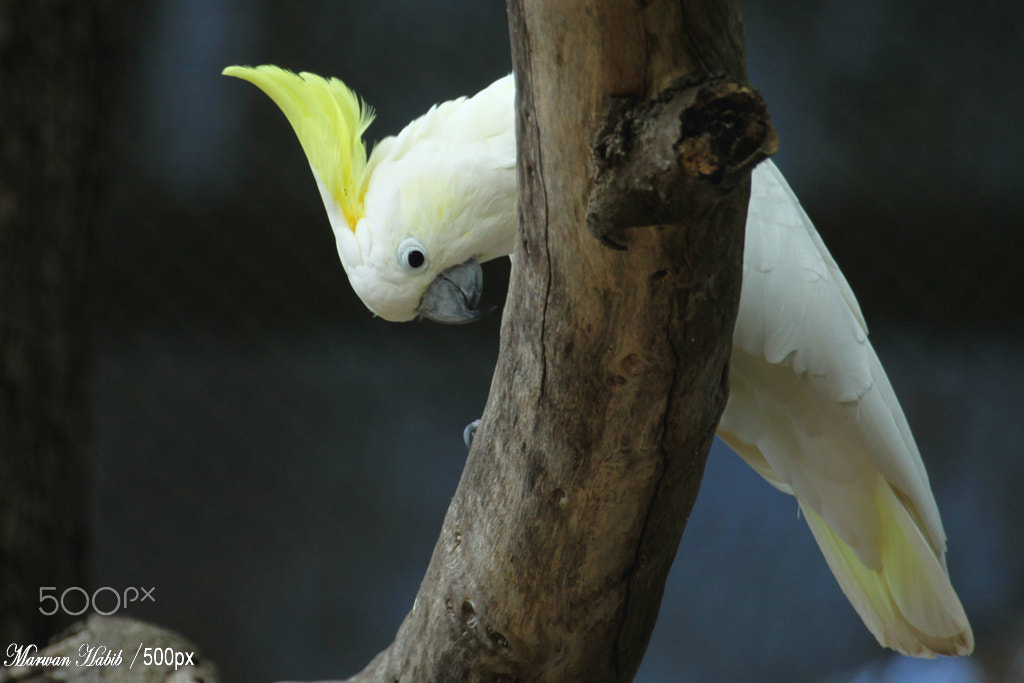 Canon EF 100-400mm F4.5-5.6L IS USM sample photo. Cockatoo / cacatoes photography