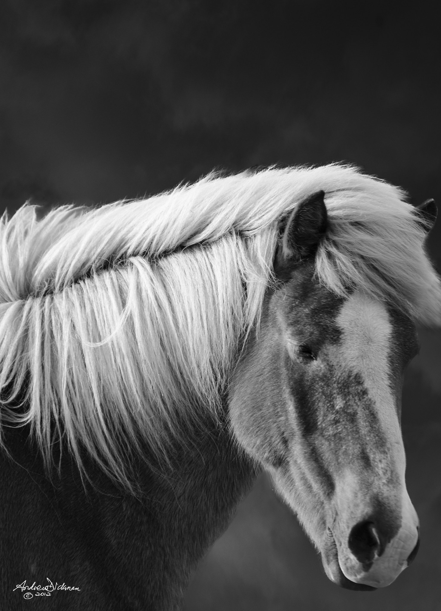 Nikon D800 sample photo. B l o n d i e photography