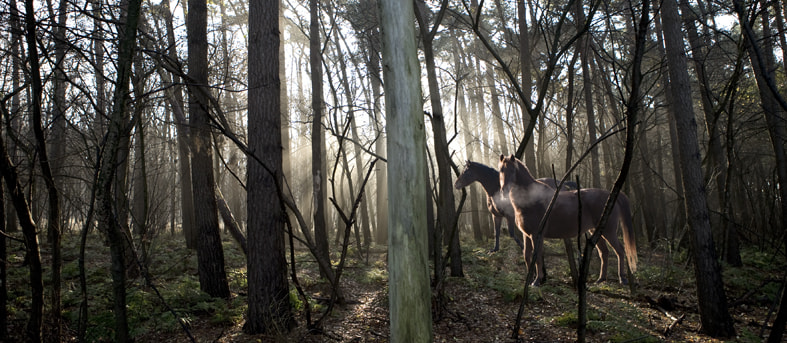 Canon EOS 5D + Canon EF 24-70mm F2.8L USM sample photo. Horses photography