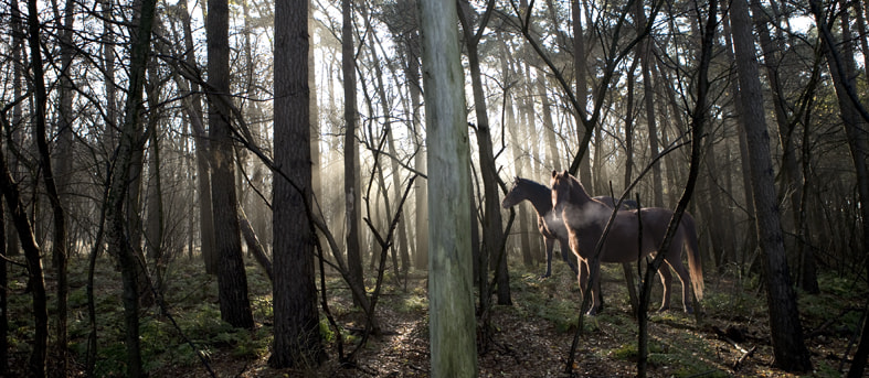 Canon EOS 5D sample photo. Horses photography