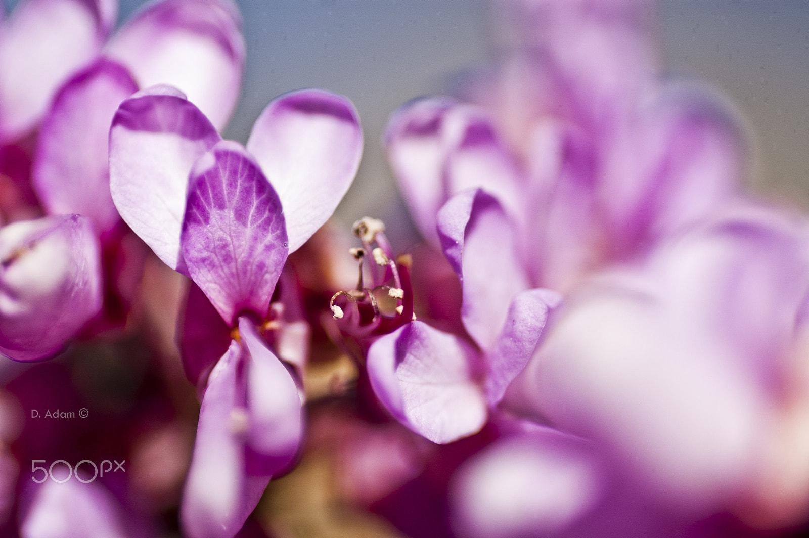 Nikon D50 sample photo. Spring is coming photography