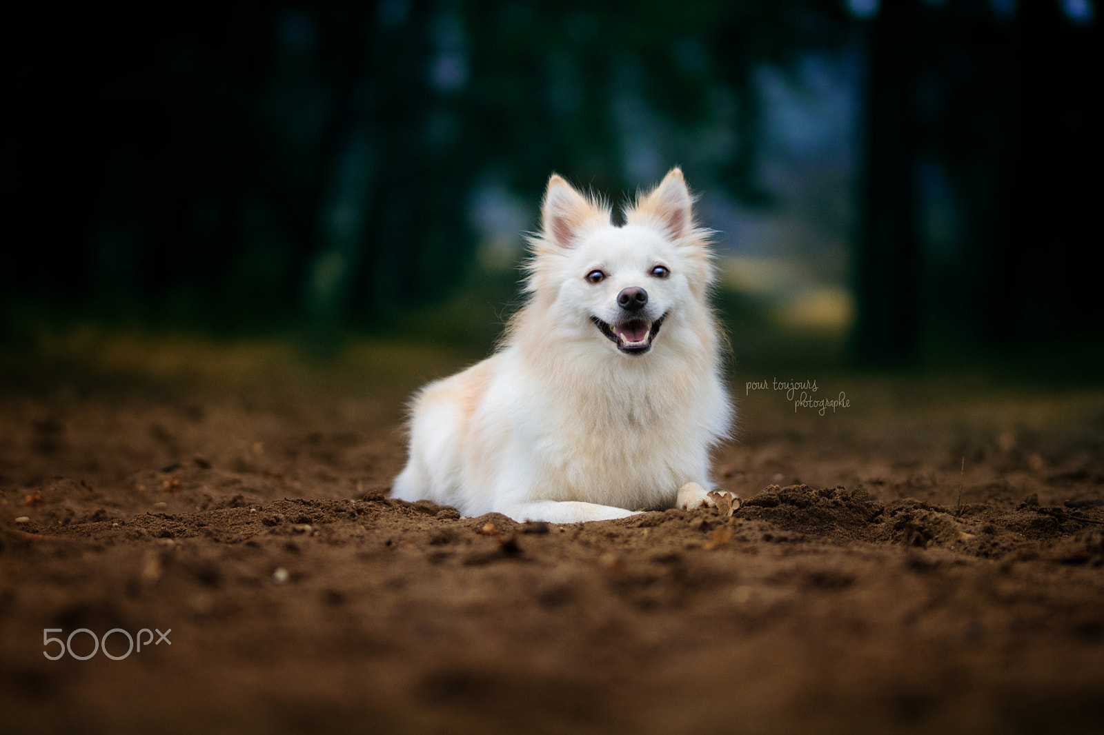 Sigma 105mm F2.8 EX DG OS HSM sample photo. Milow, the spitz photography