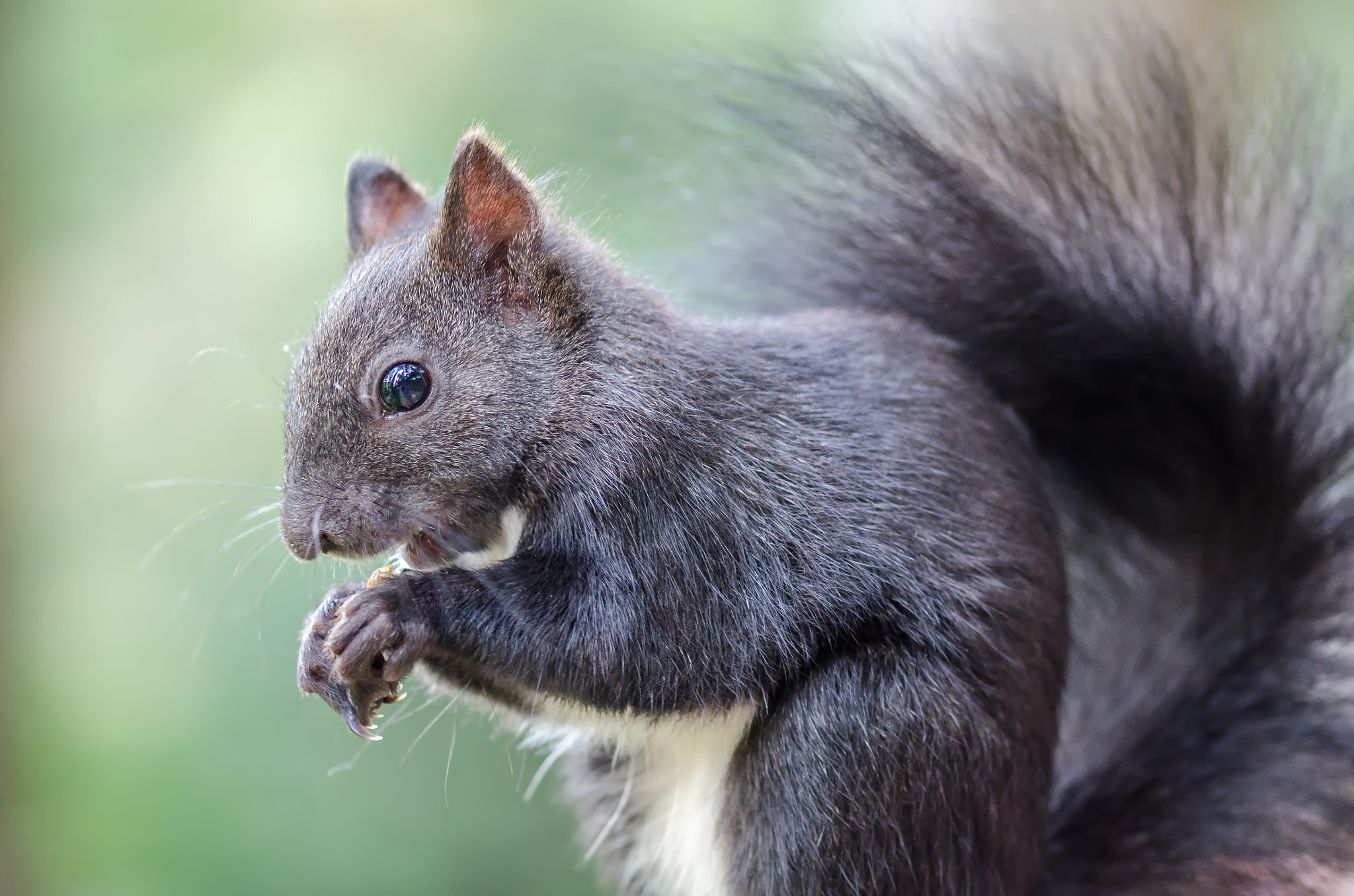 Sigma 105mm F2.8 EX DG OS HSM sample photo. Squirrel portrait photography