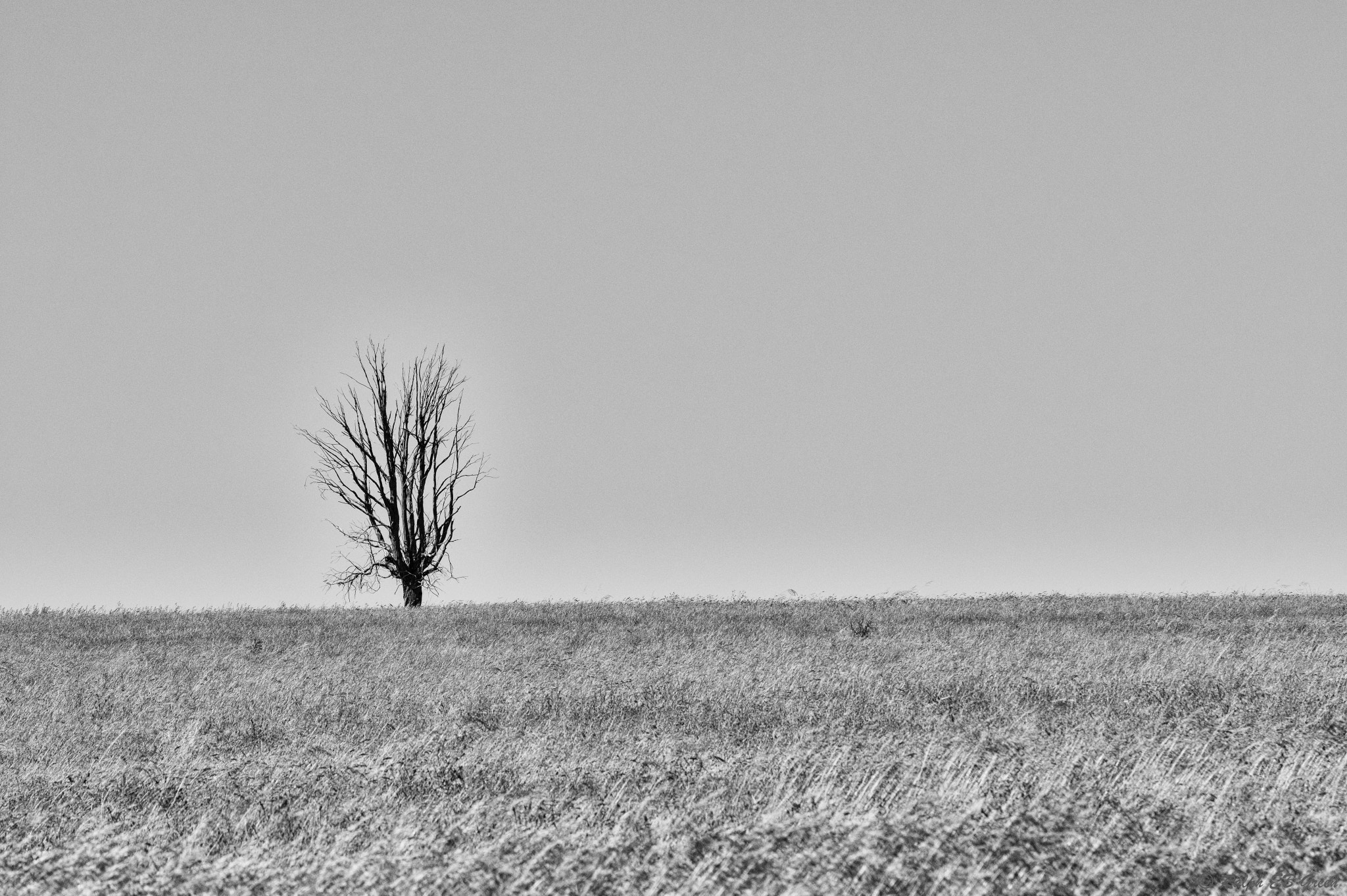 Pentax K-3 sample photo. The tree photography