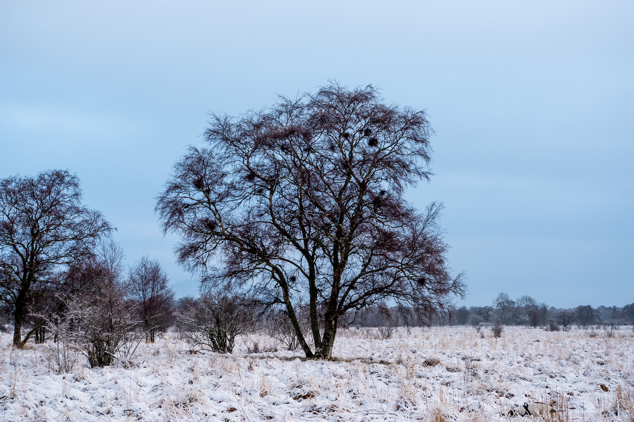 Pentax smc DA 18-55mm F3.5-5.6 AL sample photo. Tree community  photography